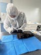 New Zealand confirms first case of deadly H5N1 bird flu: ‘We are very well prepared’