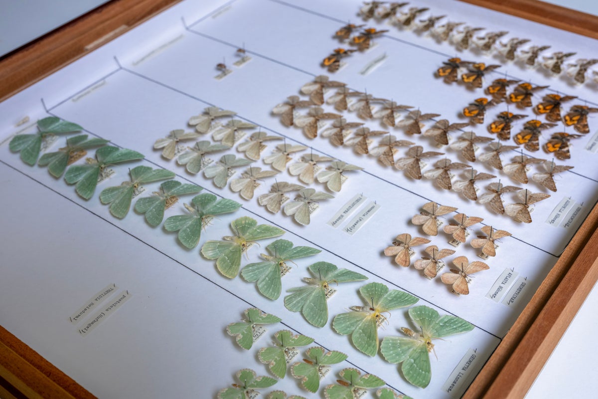 £1.8m project to digitise over 700,000 insect and plant specimens