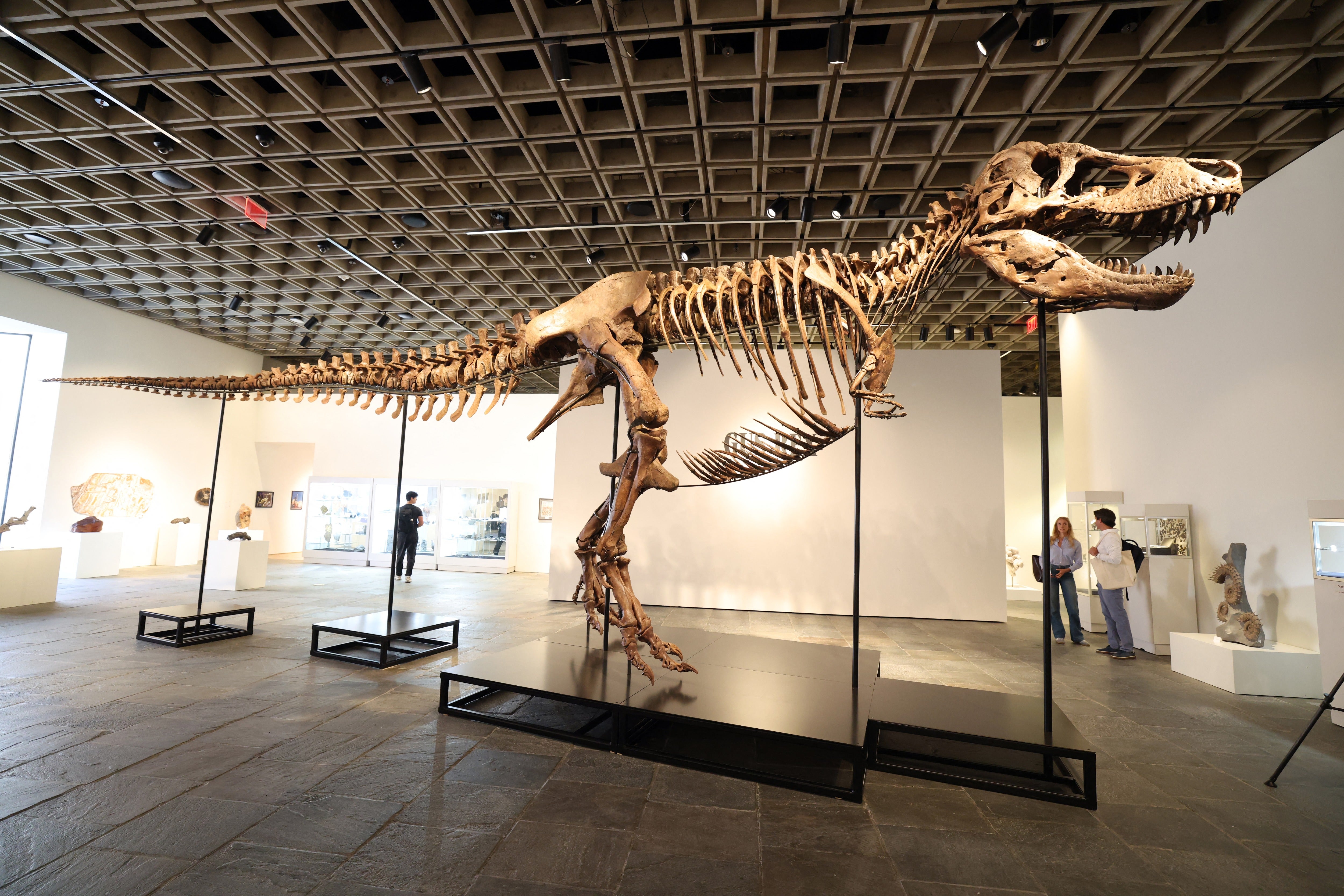 Gus the T Rex auction: What science loses when a fossil becomes a  million trophy – UK Times