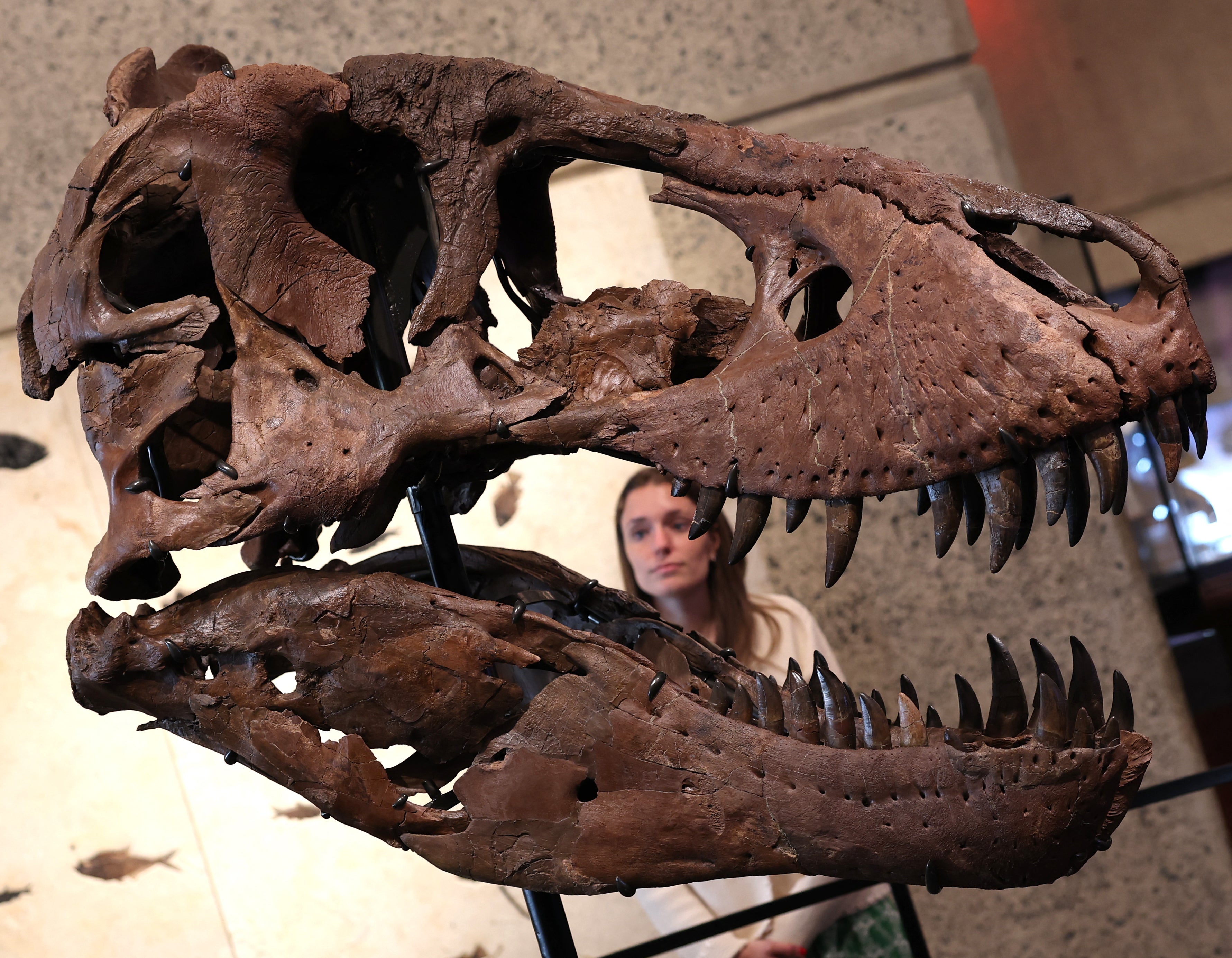 A specimen that seems fully studied today may yield surprising new information tomorrow, but only if it is still available for study