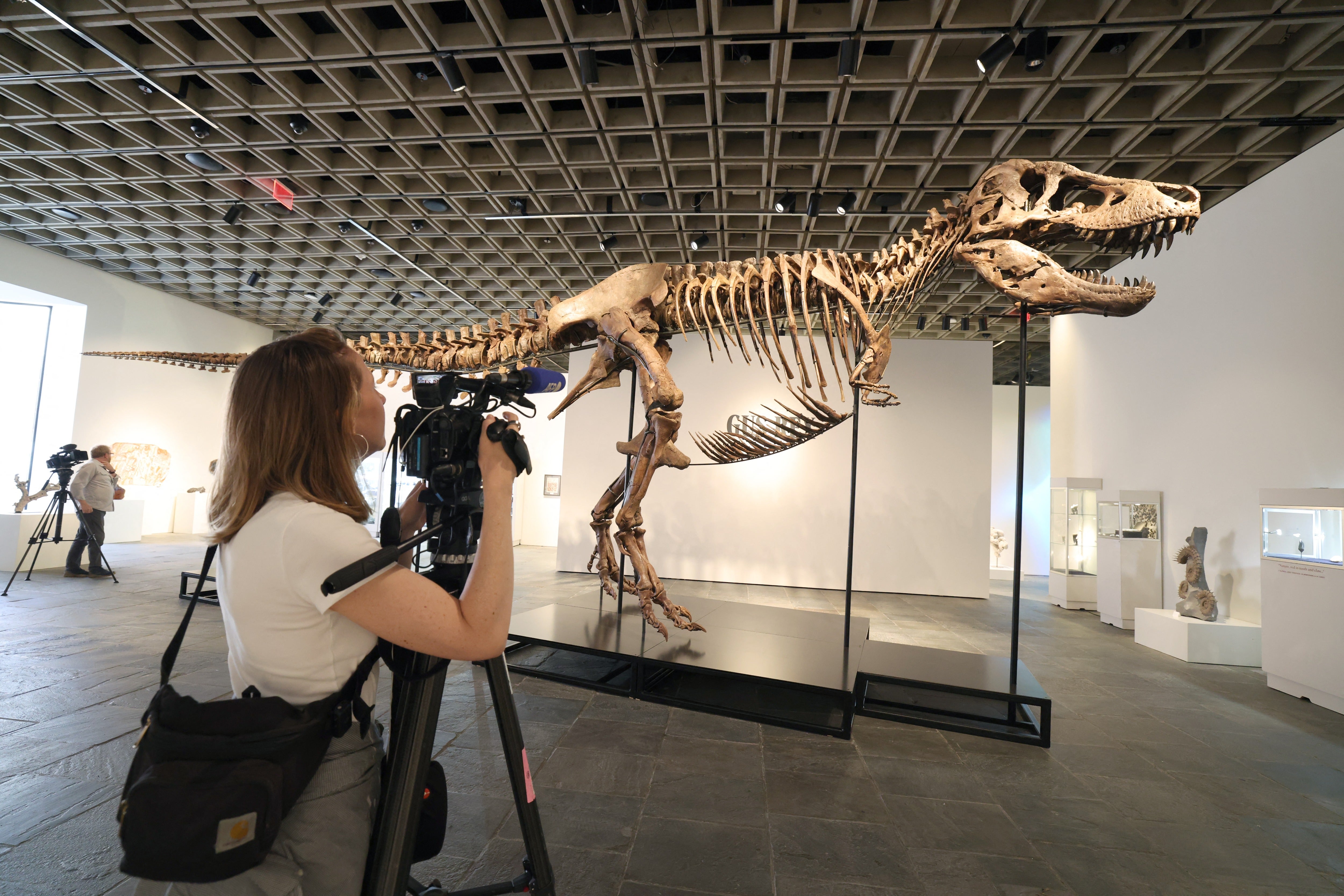 As fossil prices rise into the millions, museums increasingly cannot compete