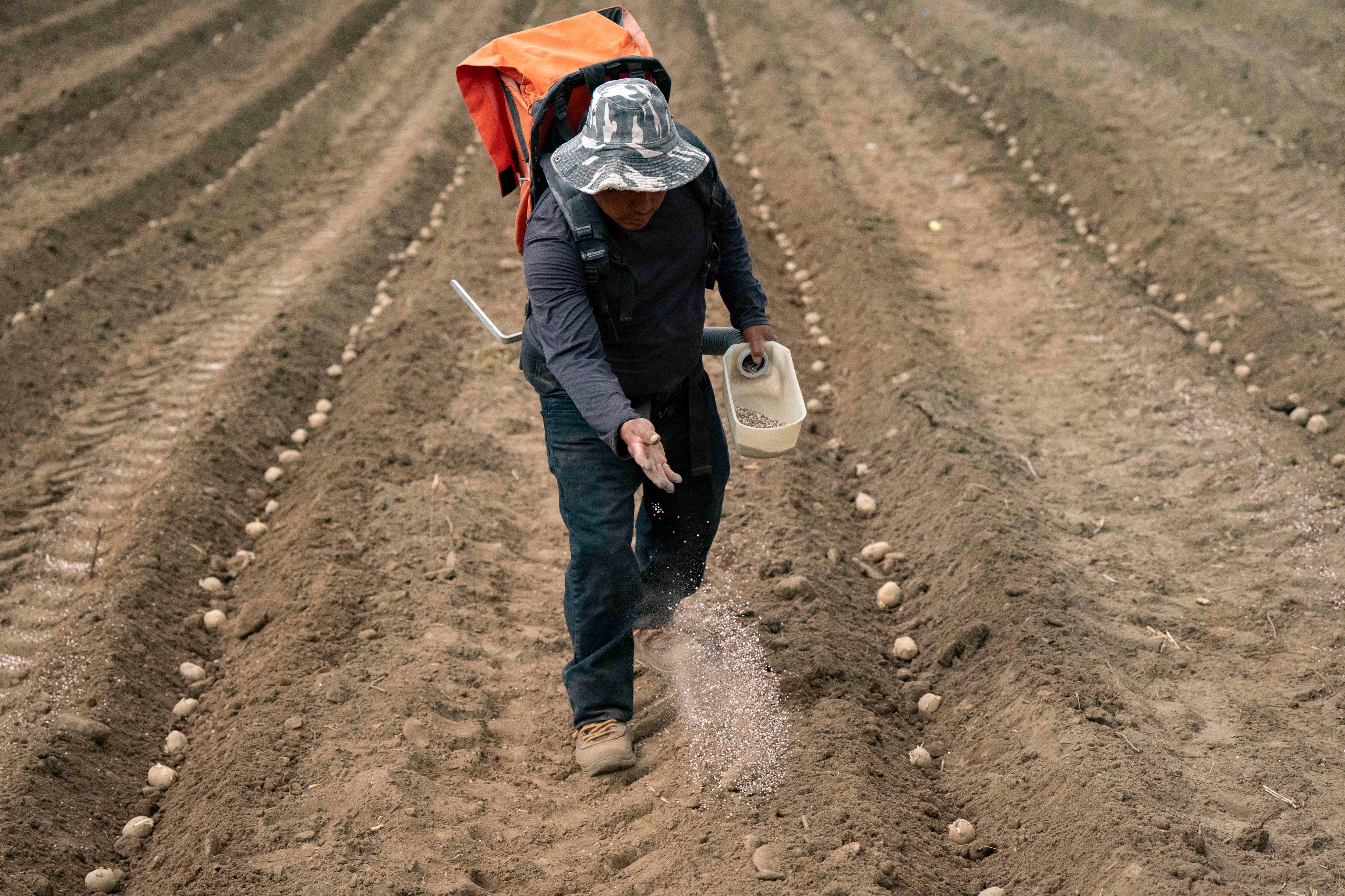 Potatoes and other firm vegetables should be scrubbed well before peeling
