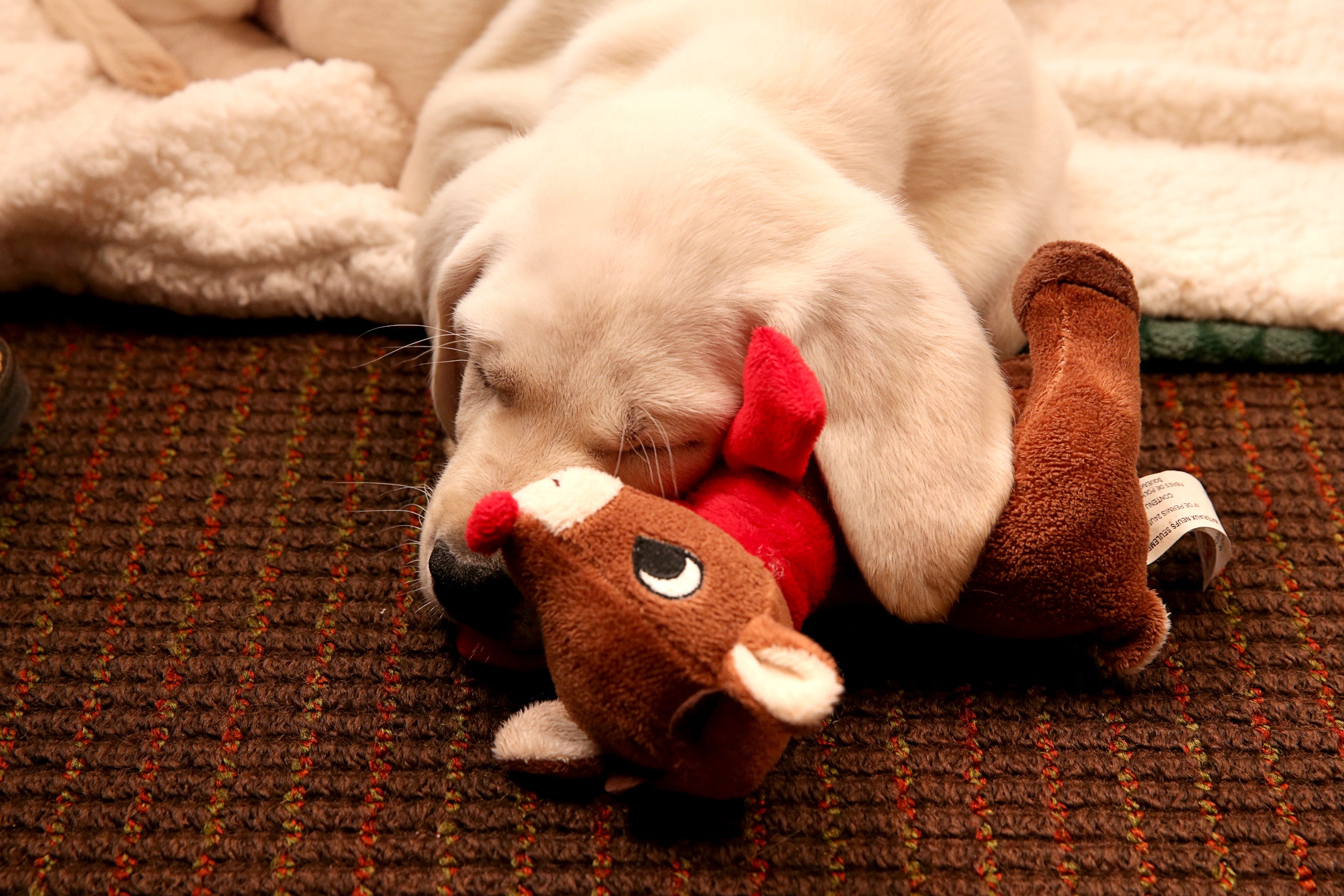 A dog with his toy
