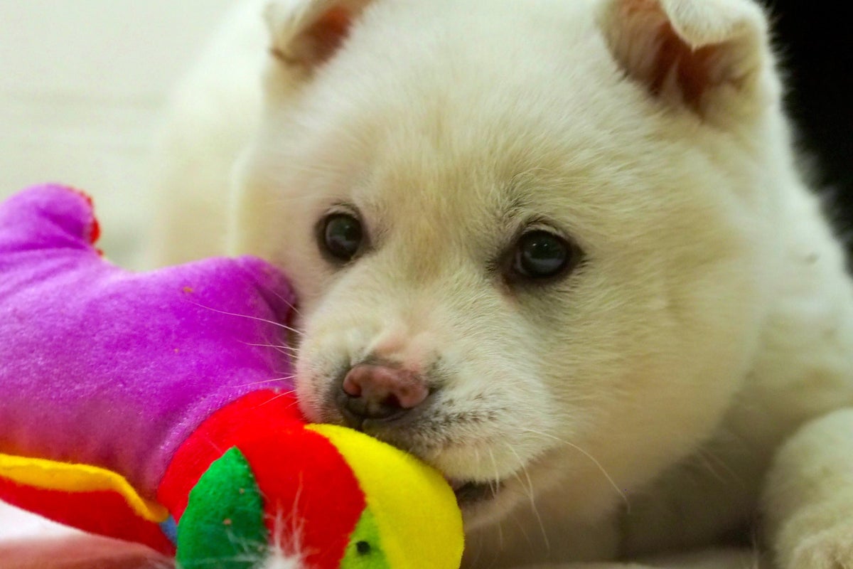 Your pup could actually be addicted to its toys and some dog breeds may have it worse – UK Times Your pup could actually be addicted to its toys and some dog breeds may have it worse – UK Times