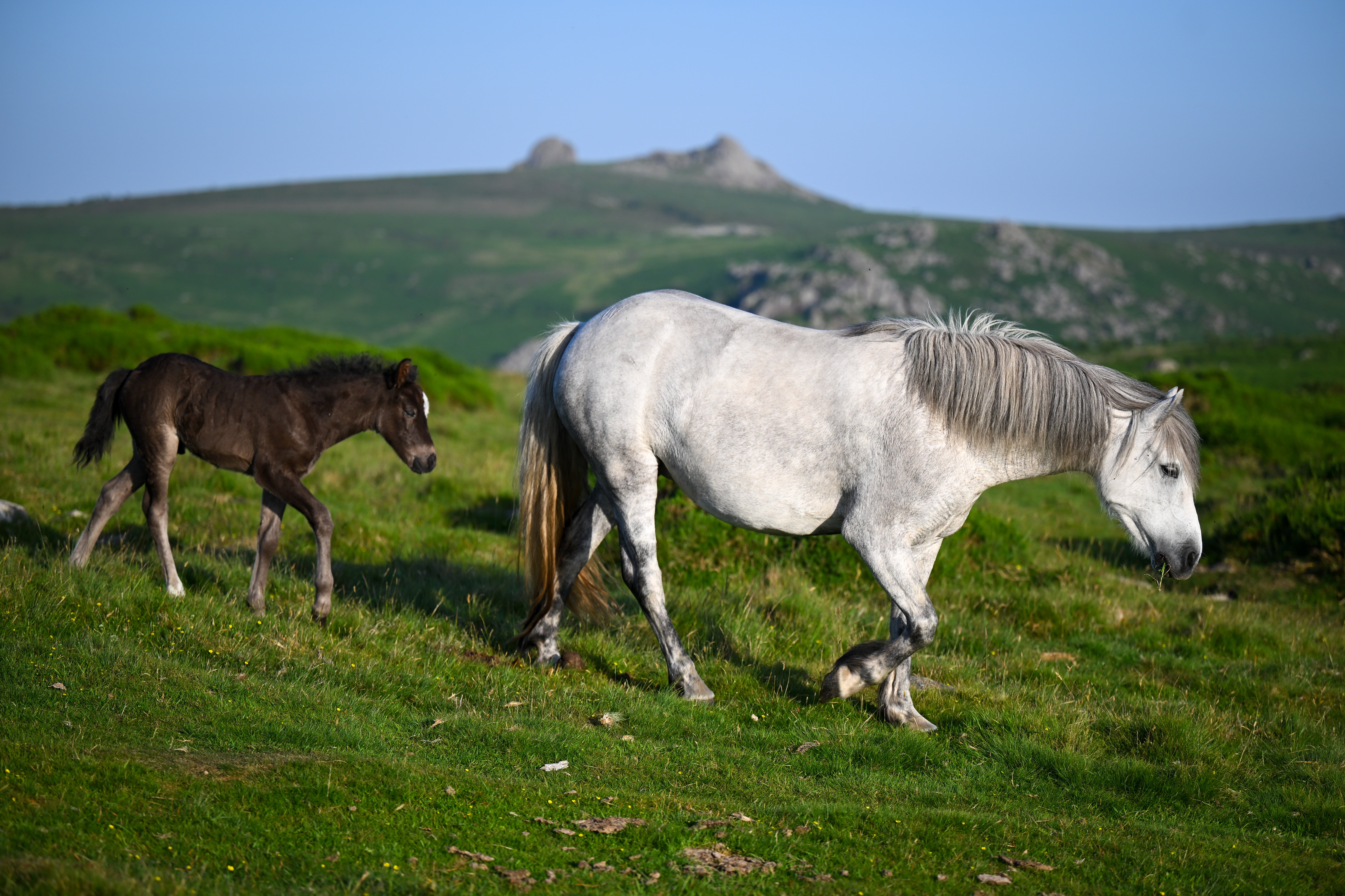 Natural England was in dispute with farmers and campaigners over the ponies