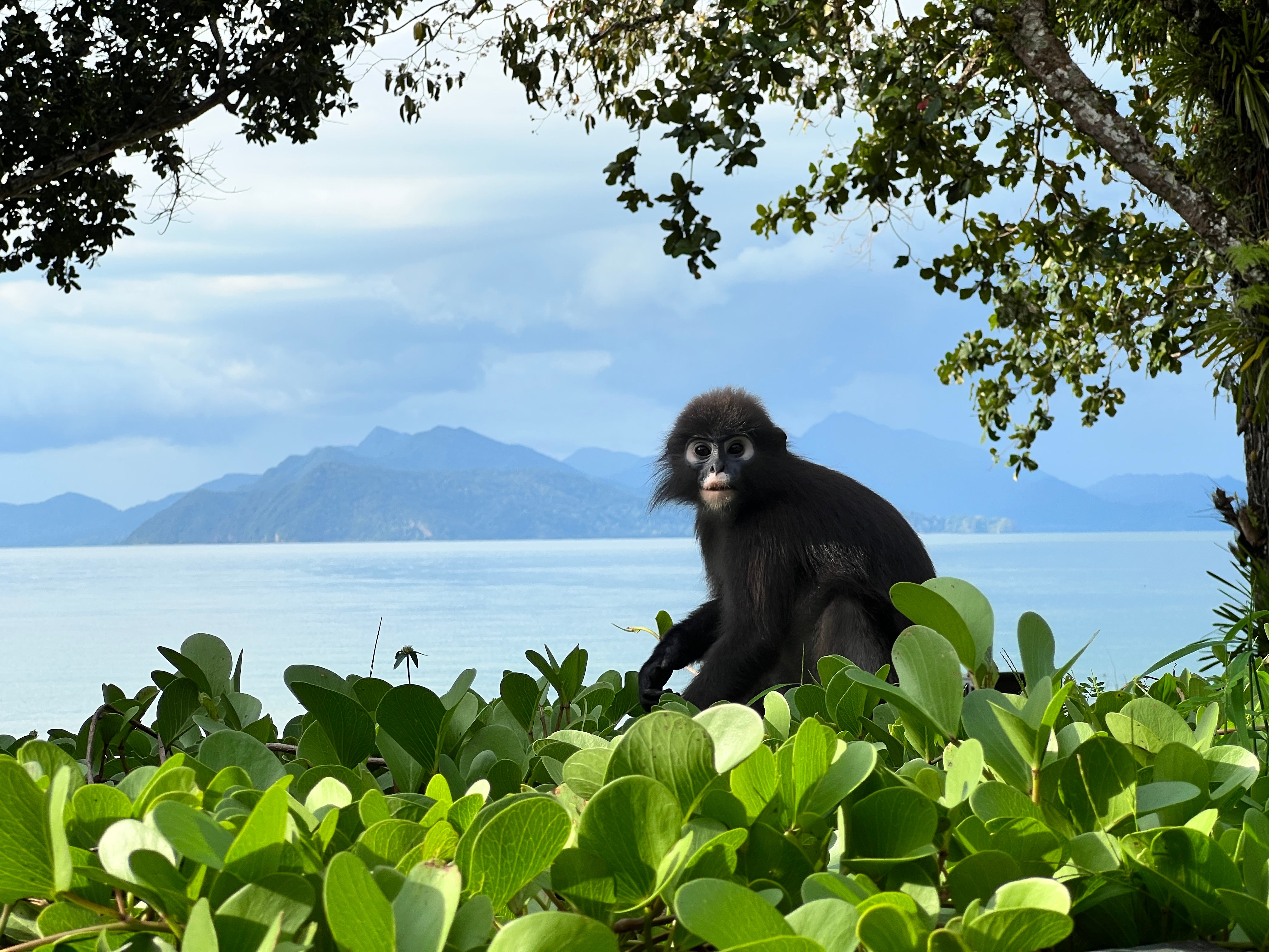 A dusky langur monkey with distinctive white circles around its eyes