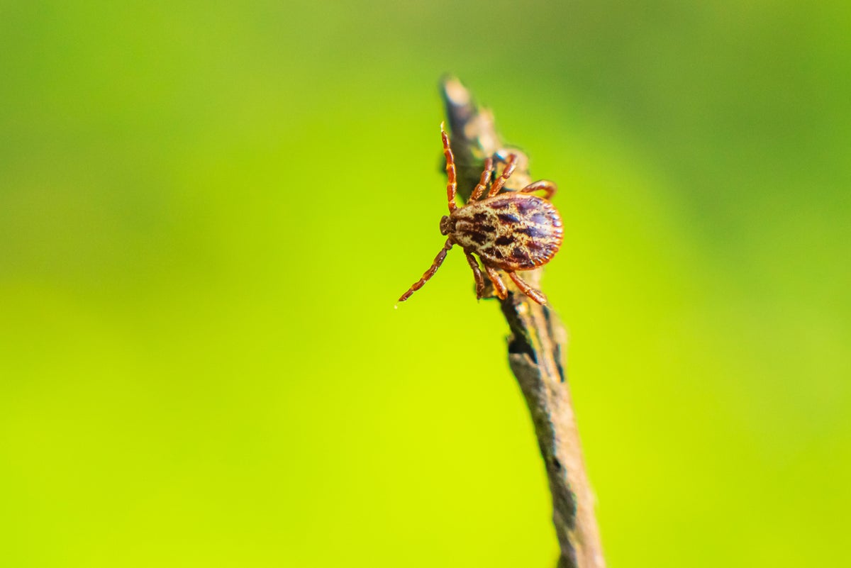 How to avoid ticks — and what to do if one bites you