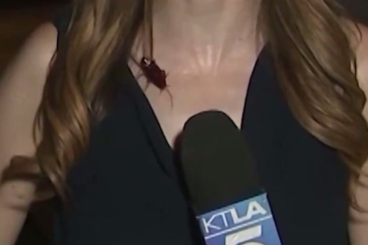 Reporter keeps calm as cockroach crawls over her during live broadcast