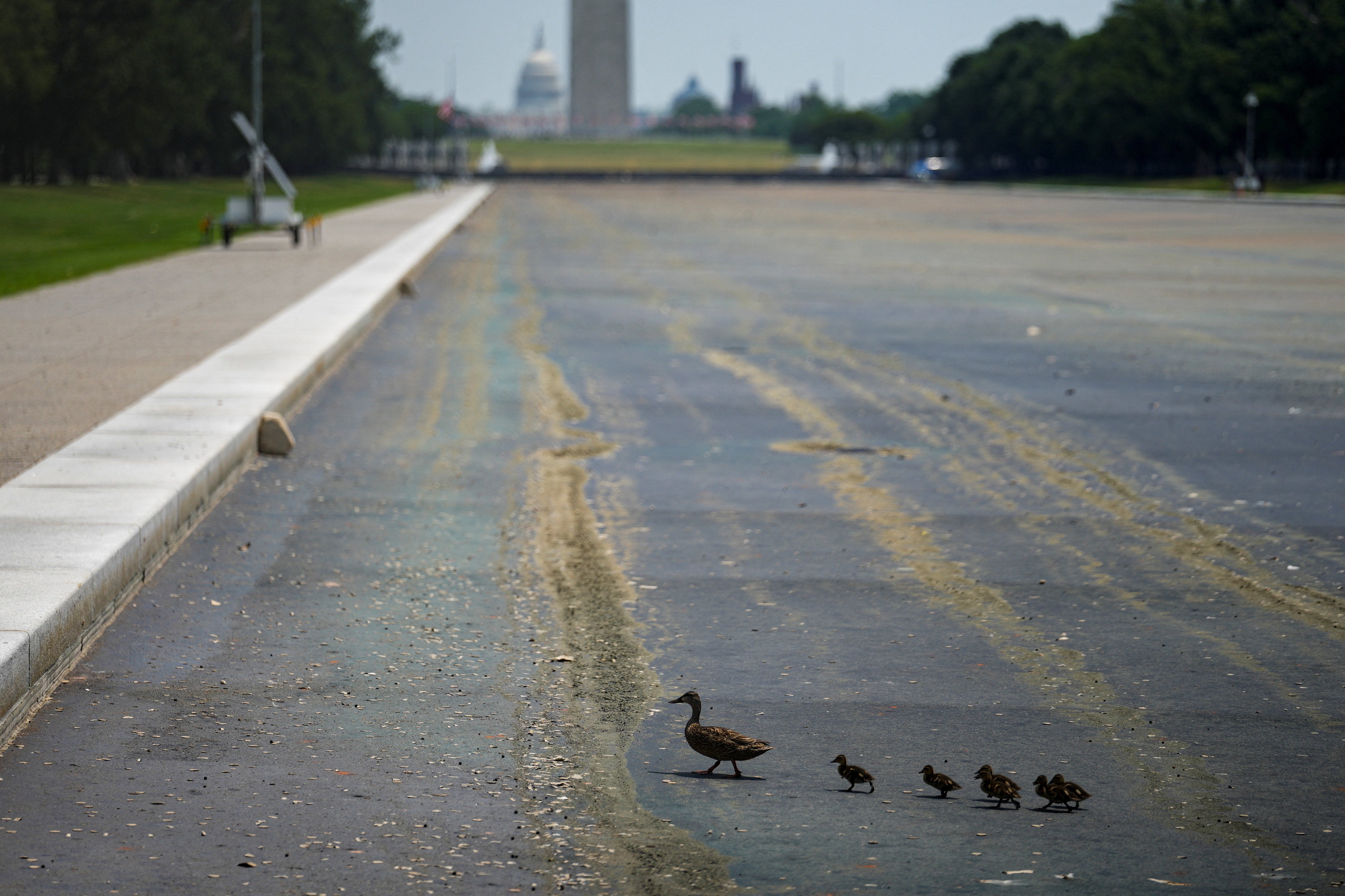 Ducks walk across the drained Lincoln Memorial Reflecting Pool in Washington, D.C. on July 15