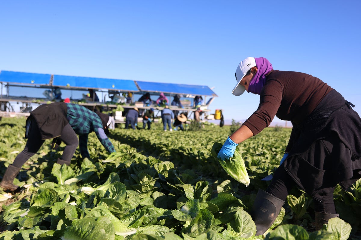 Lettuce supplier identified as possible source of explosive diarrhea parasite, report says – UK Times Lettuce supplier identified as possible source of explosive diarrhea parasite, report says – UK Times