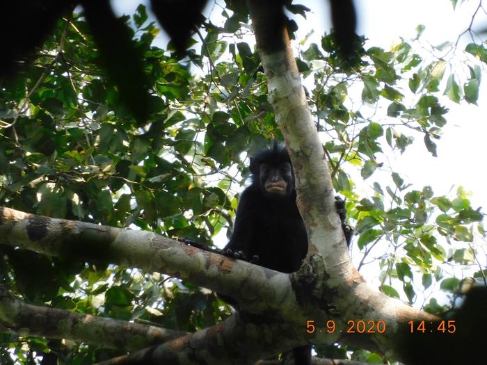 Colobus congensis, known locally as “likweli,” has a dramatic black face with pinkish-orange lips