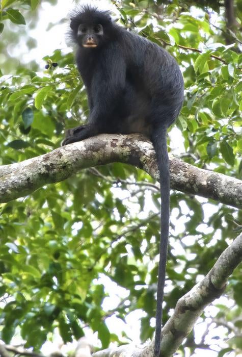 A photograph of Colobus congoensis