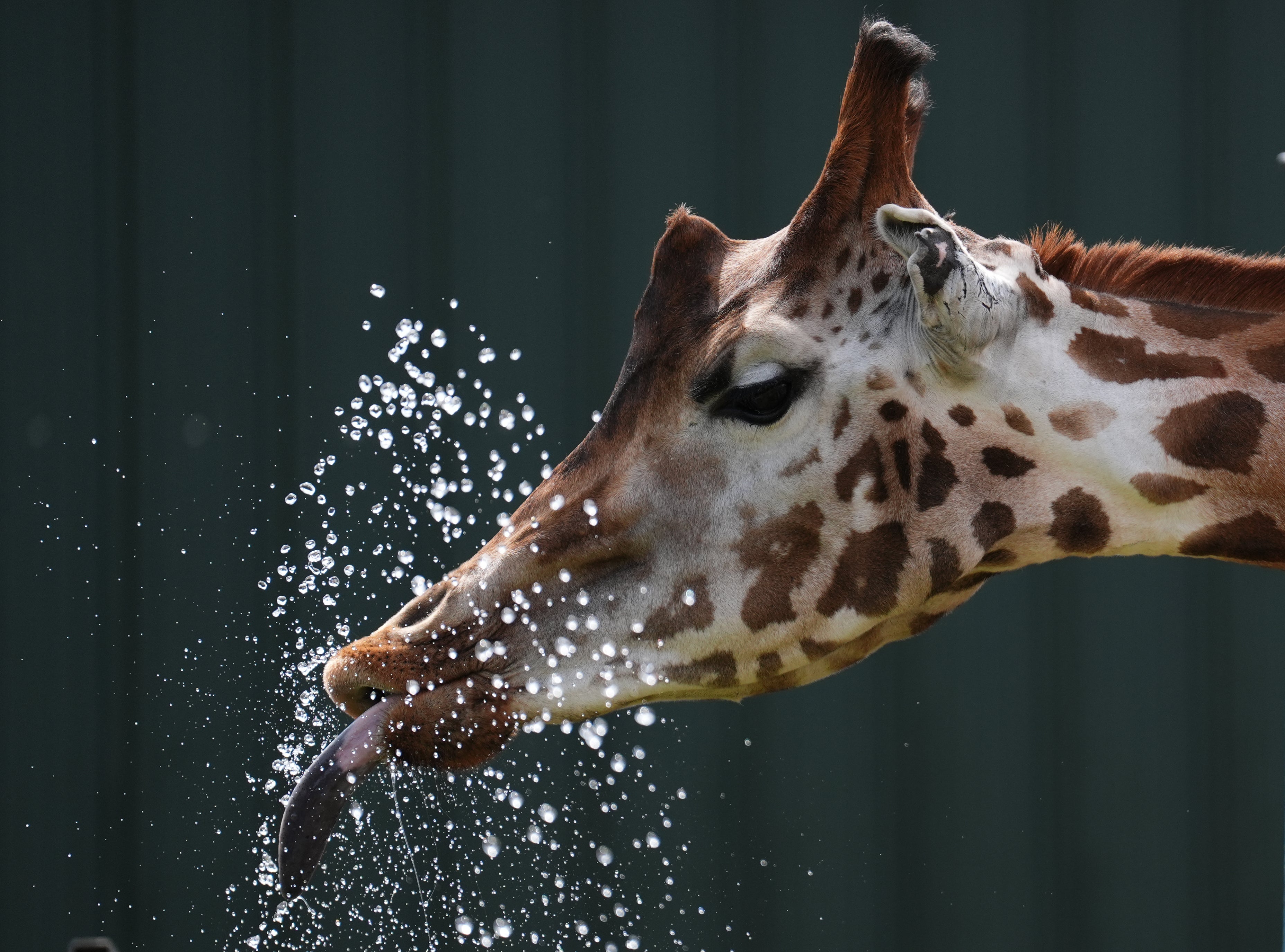 Sifa the giraffe is cooled down by keeper Erica Haworth at Blair Drummond Safari park near Stirling as warm temperatures are set to continue (Andrew Milligan/PA)