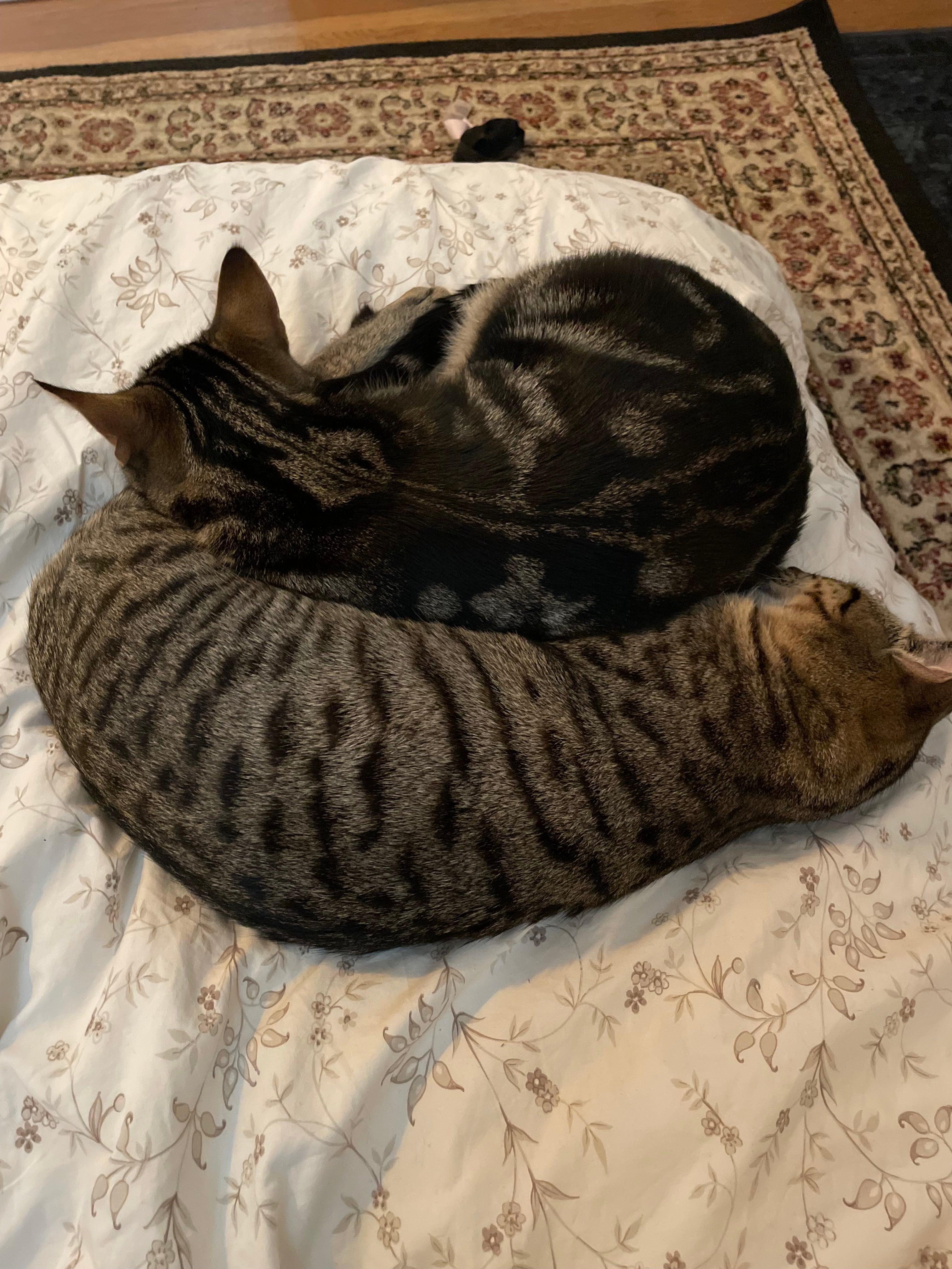 Dizzy and Rascal are Russian Blue tabby cats (Collect/PA Real Life)