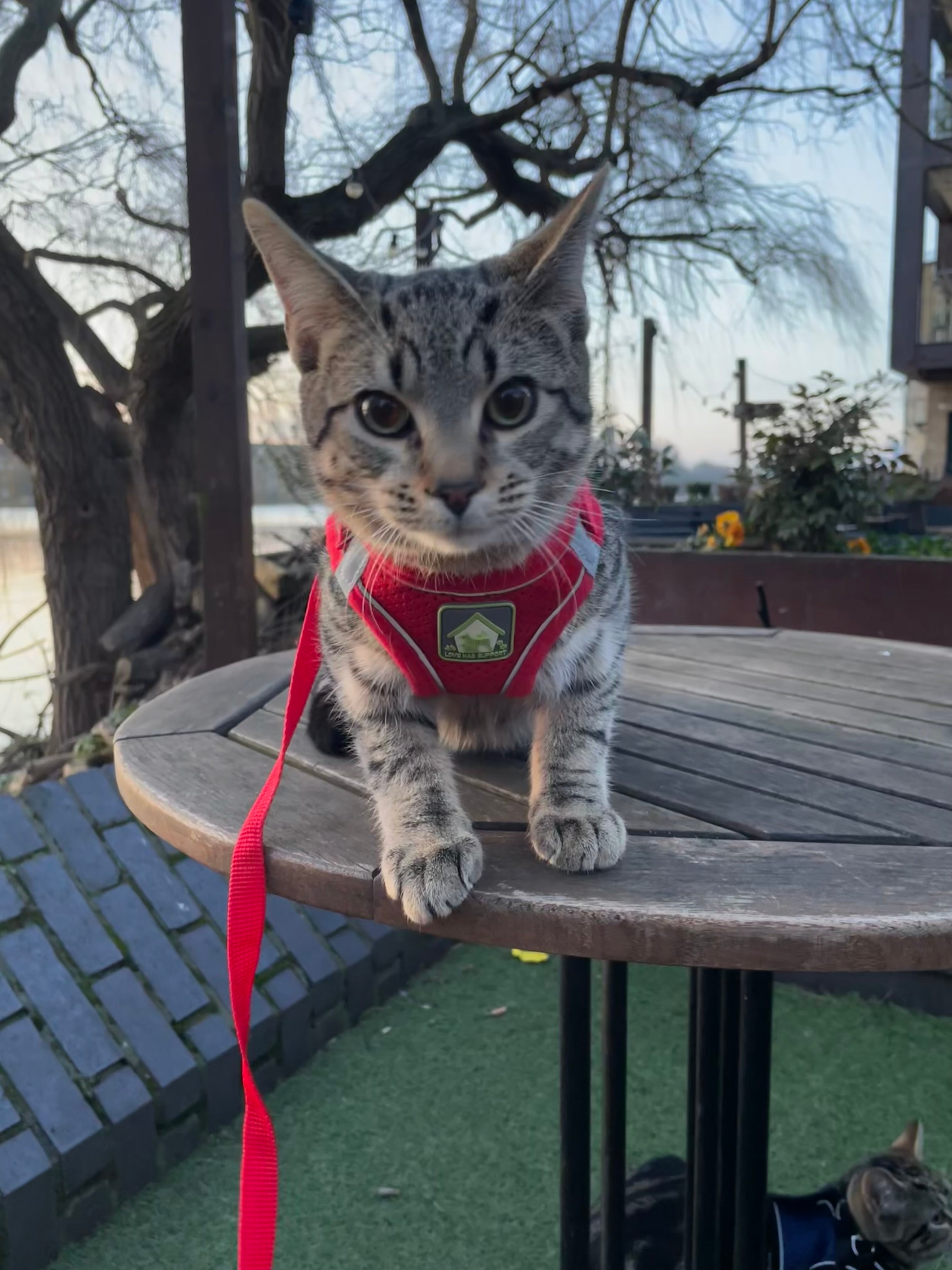 Osaruese and Hannah were initially told they would have to pay for expensive surgery, otherwise Rascal would have to be put down (Collect/PA Real Life)