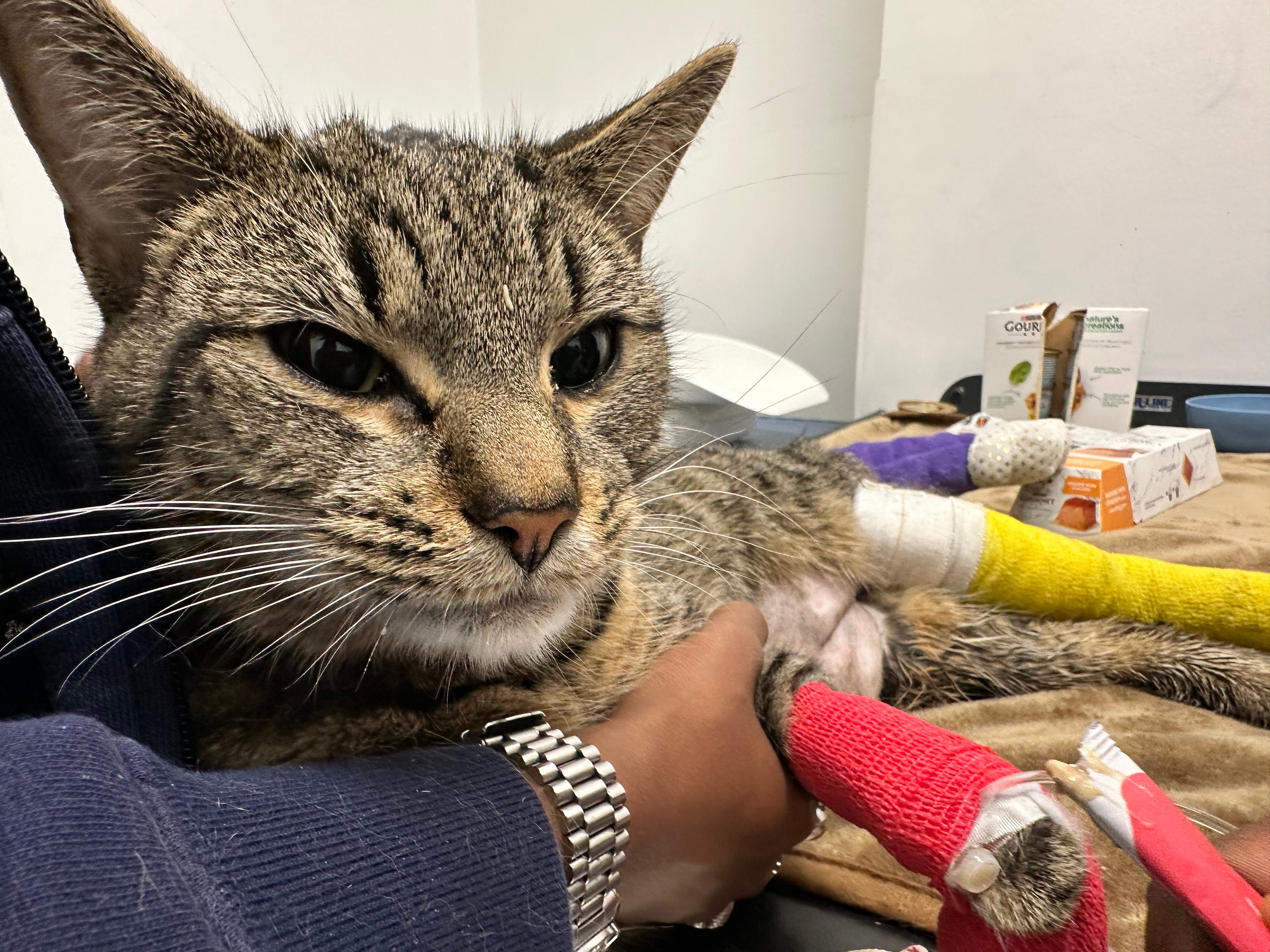 Rascal had a broken hip, fractured leg, shattered ankle and chest injuries (Collect/PA Real Life)