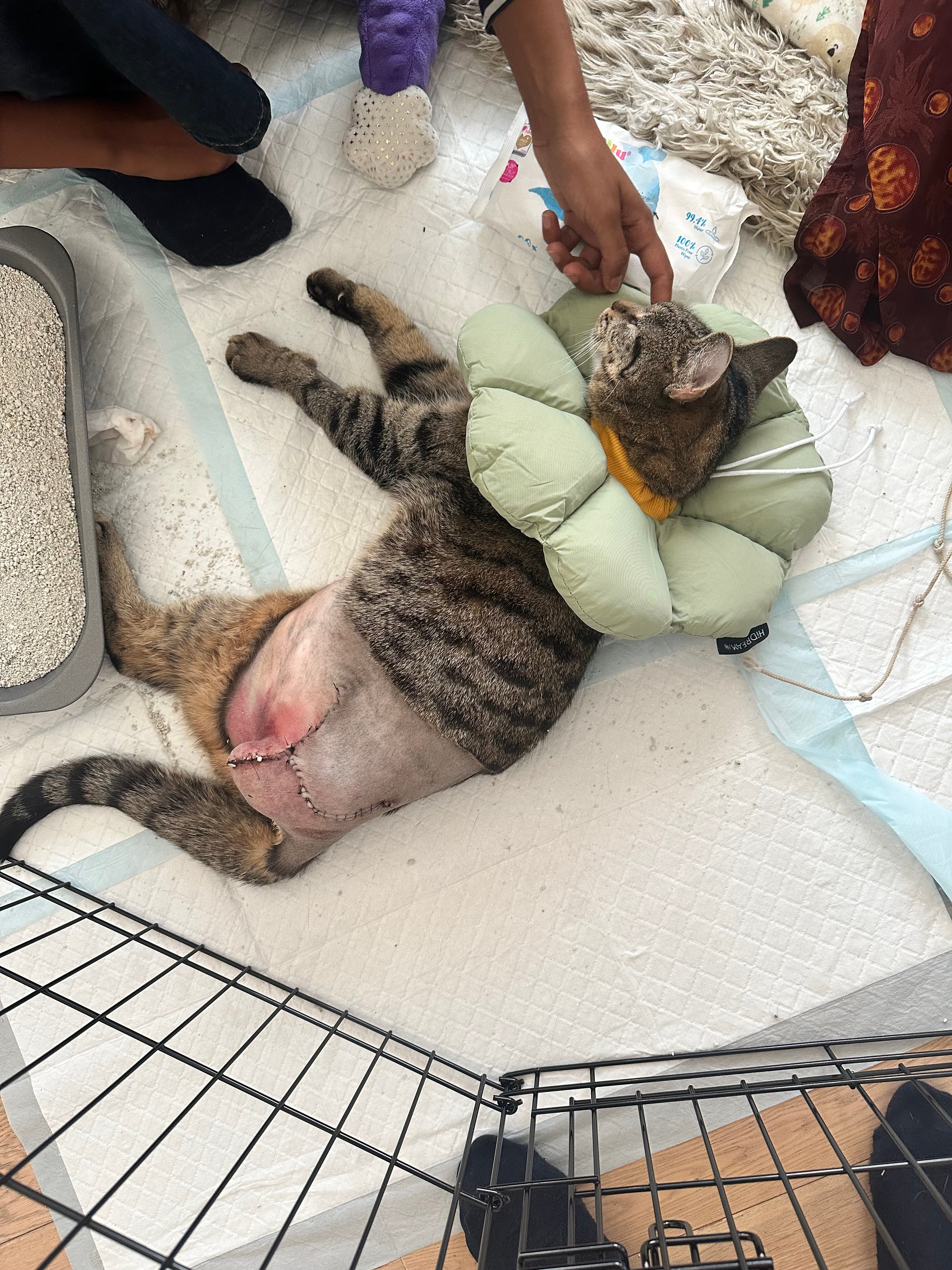 Rascal was unable to move his back two legs after the fall (Collect/PA Real Life)