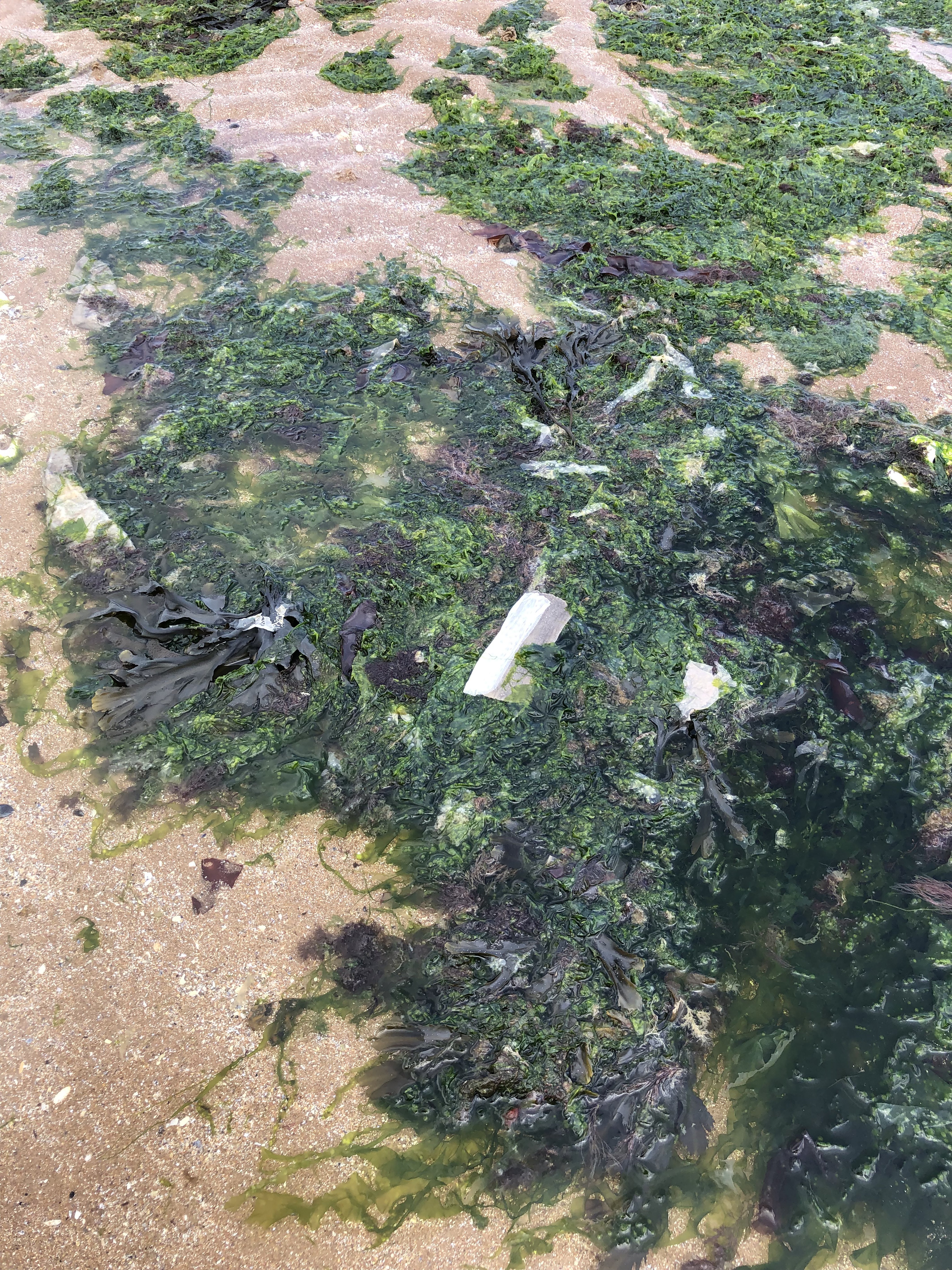 Litter in the water in Margate (Environment Agency/PA)