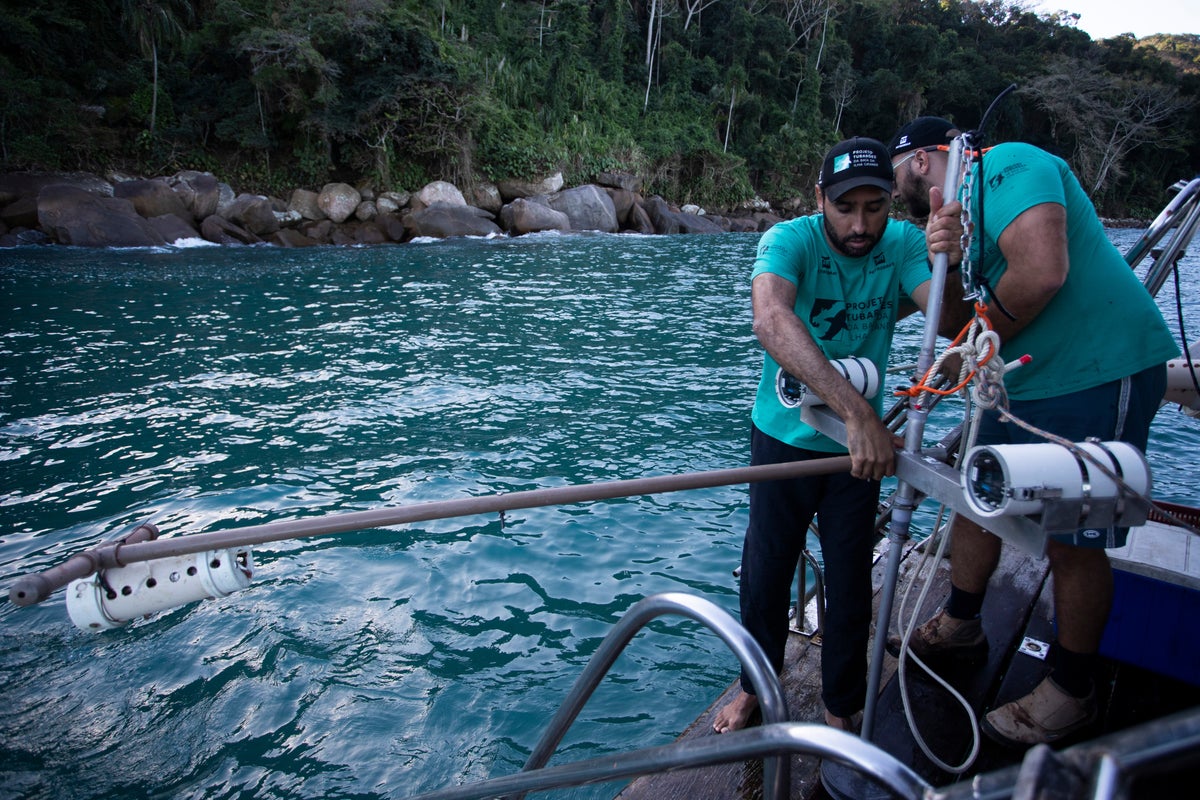 Scientists identify blacktip shark nursery in Brazil’s Ilha Grande bay, launching conservation effort