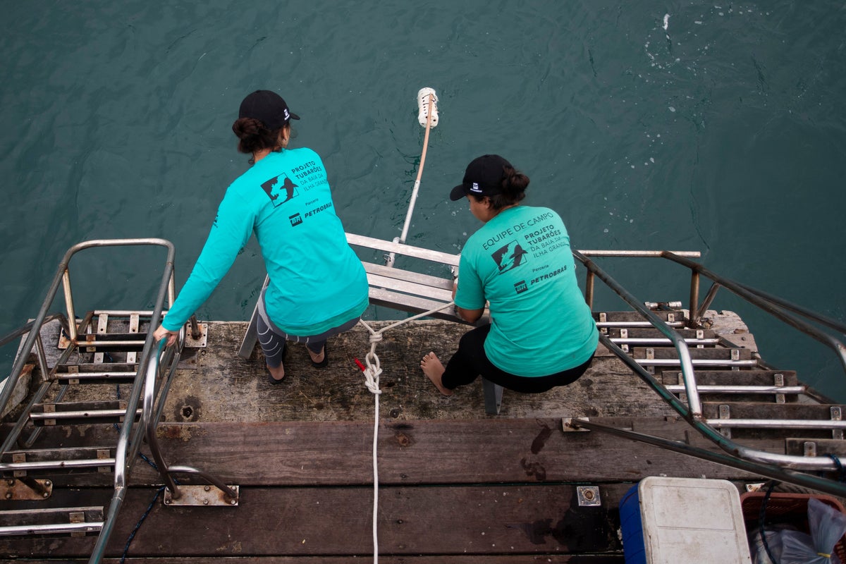 Brazil is the largest consumer of shark meat. Now the county wants to help save them