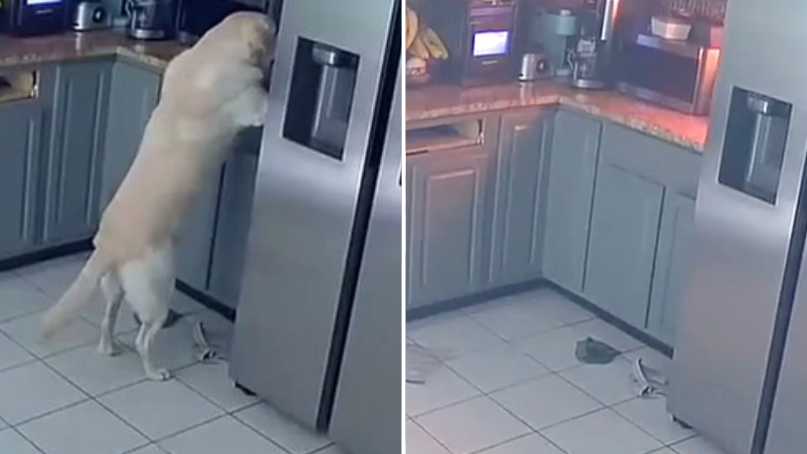 Moment dog sparks deadly house fire that killed three pets