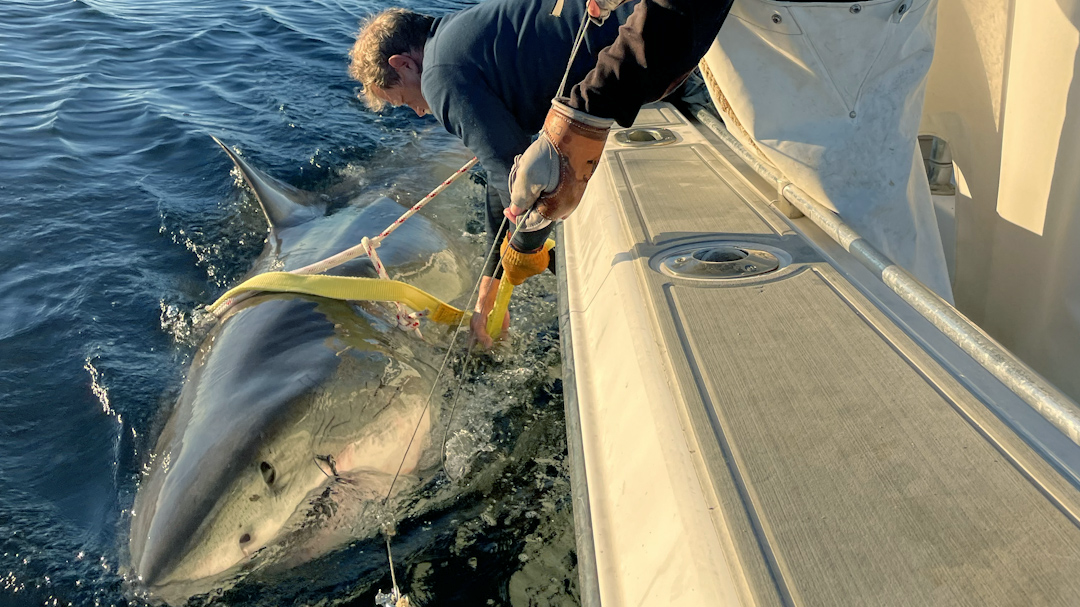 The great white shark known as ‘Contender’ is tagged in January 2025. His GPS device triggered an alert this week