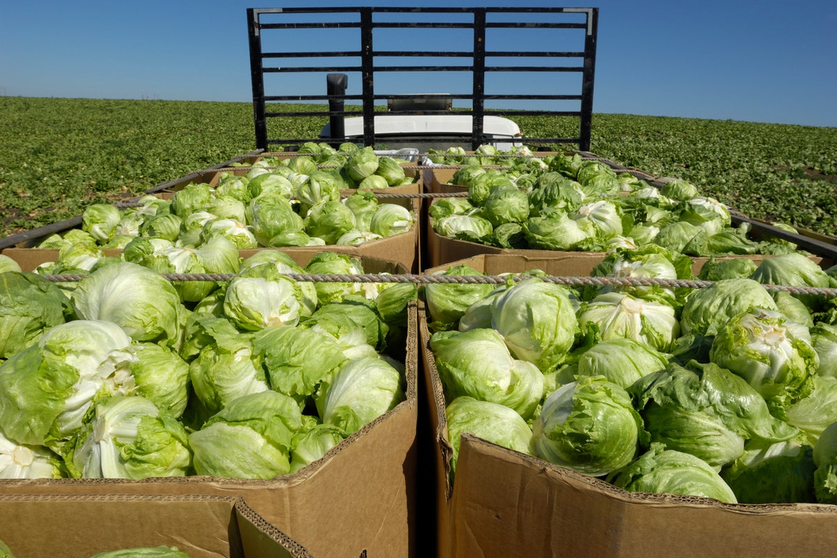 Local farmers reap rewards from ‘explosive diarrhea’ outbreak as shoppers avoid pre-packed produce – UK Times Local farmers reap rewards from ‘explosive diarrhea’ outbreak as shoppers avoid pre-packed produce – UK Times