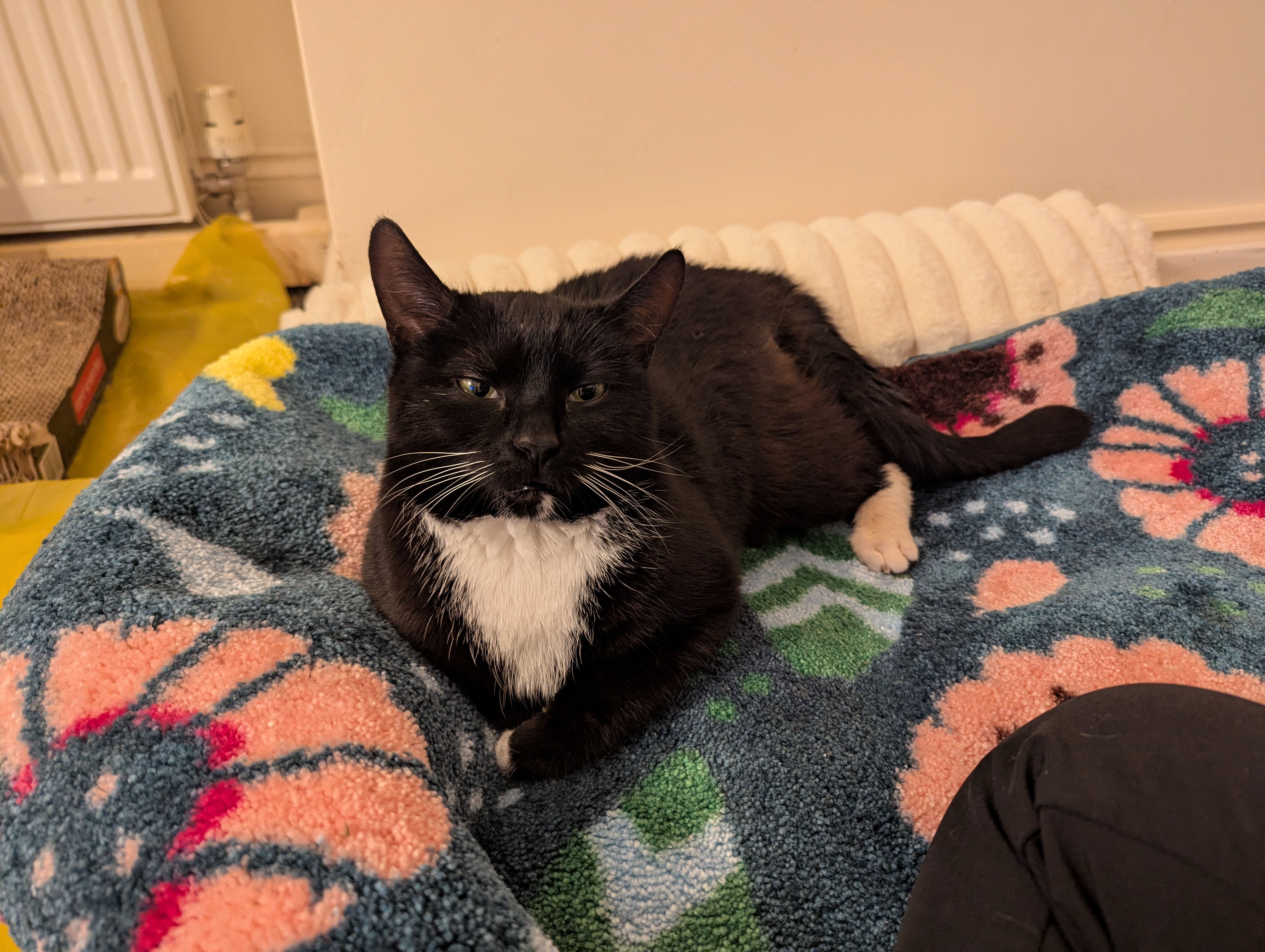 cat Rita