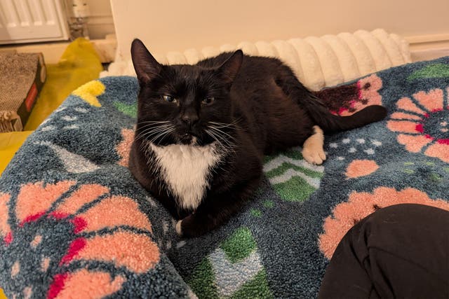 Picture shows Rita, the cat belonging to former solicitor Dr Katherine Theotodou which is now at the centre of a High Court fight with the RSPCA.