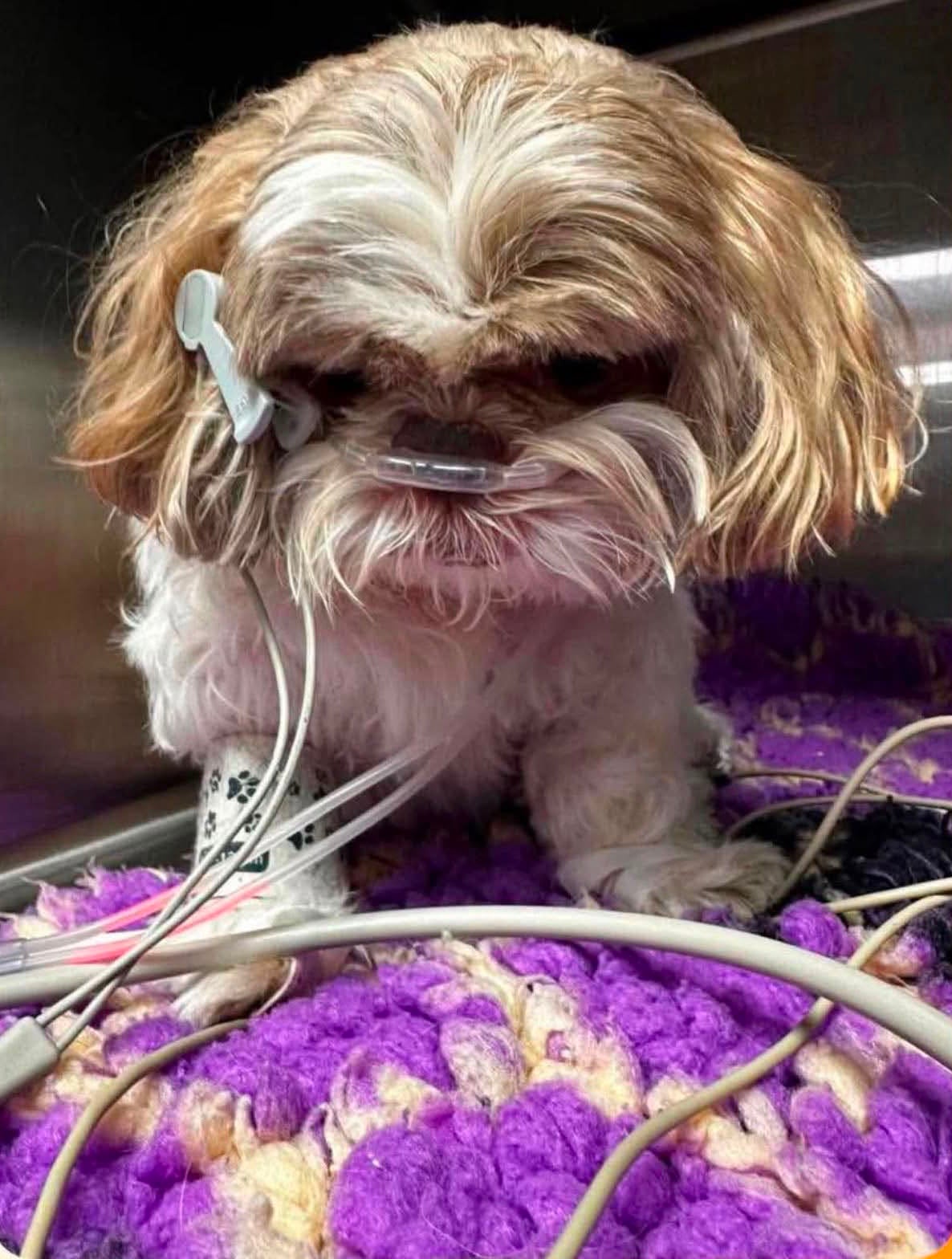 Eve Lewis, the owner of 11-year-old Ethel a Shih Tzu from Aylesbury, Buckinghamshire, claims the driver, who was dressed in an England football shirt, denied kicking the dog (Facebook/Eve Lewis)