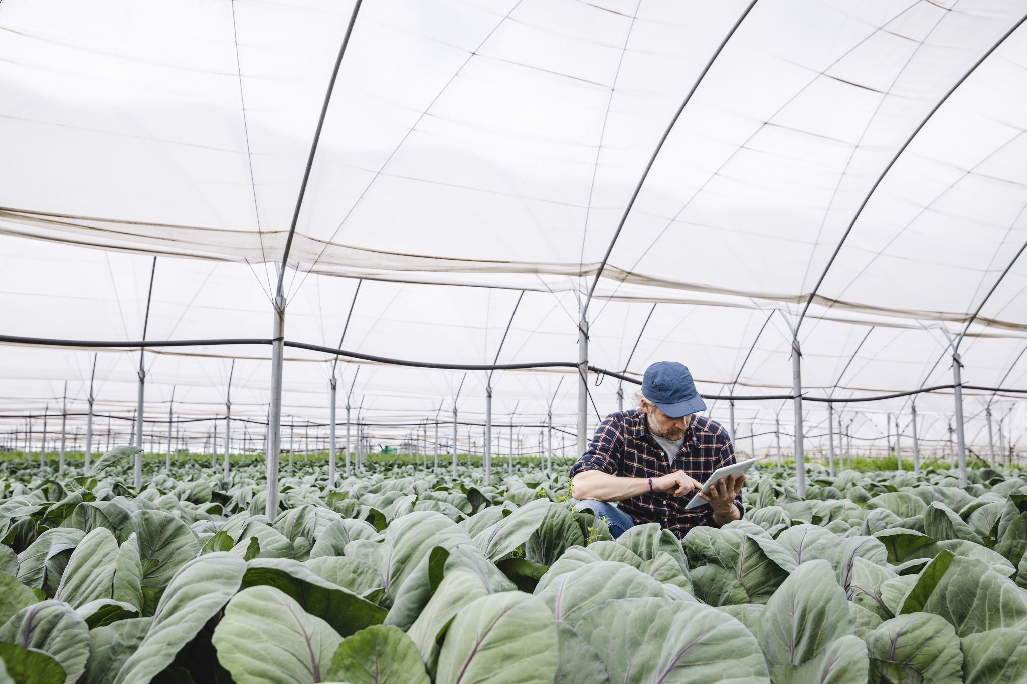 “We have agricultural businesses using the technology to upload images of soil [and] analyse its content,” Rodrigues says