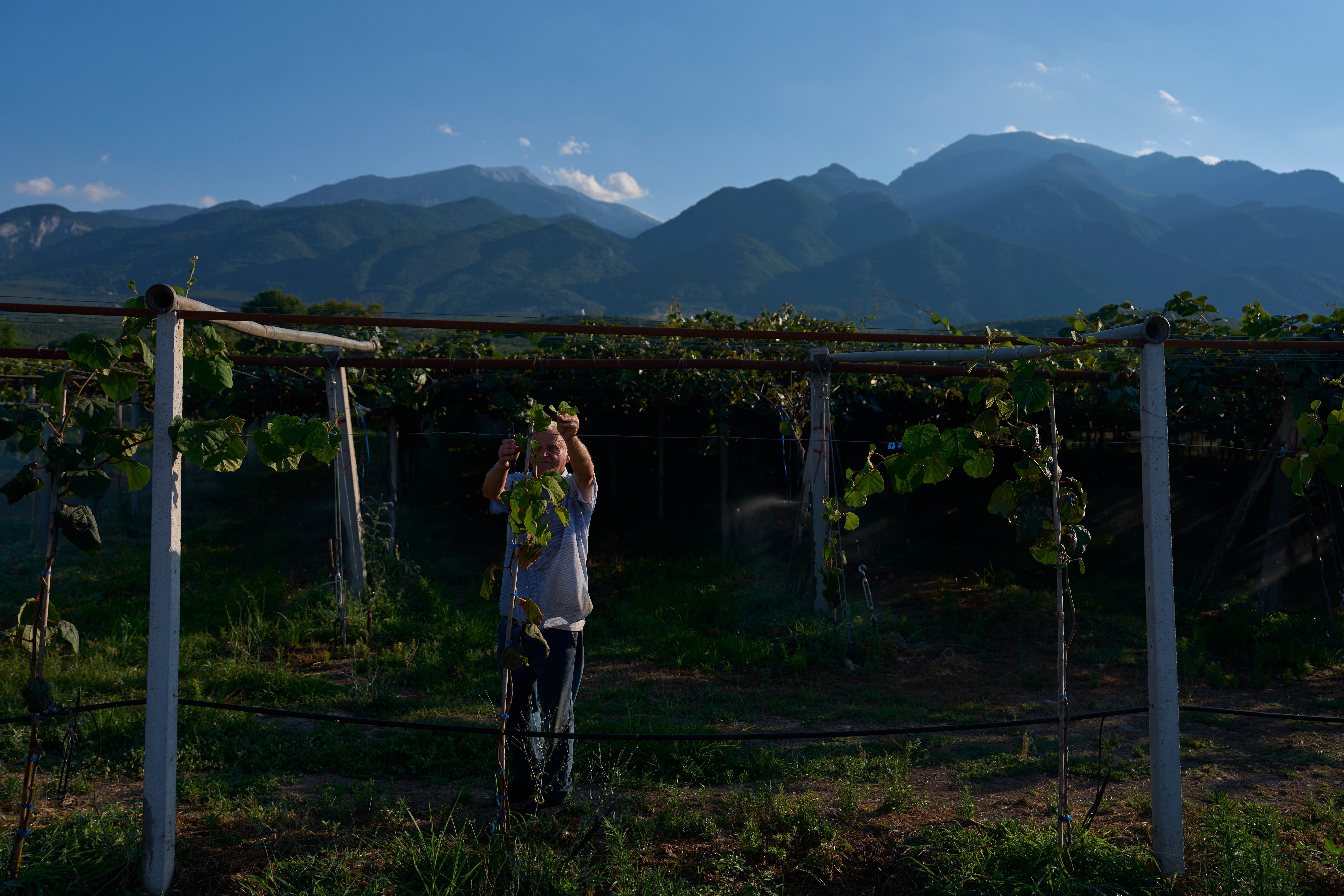 Theodoris Papaioannou tends his kiwi orchard, backdropped by Mount Olympus
