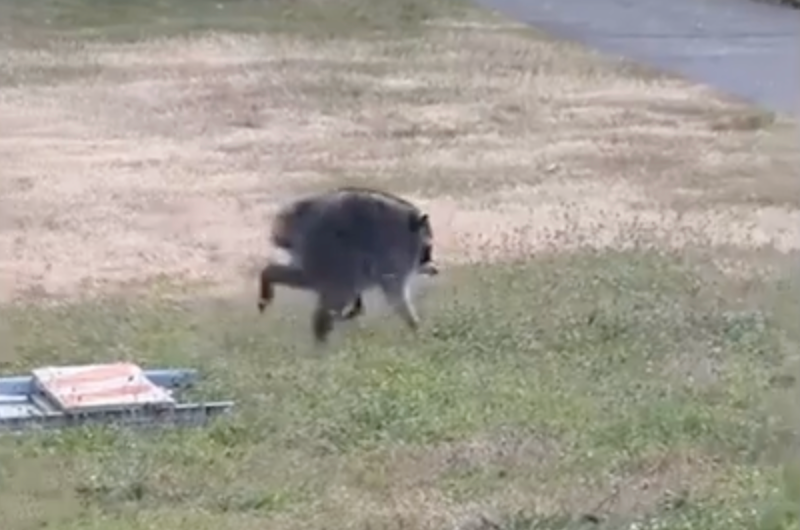 ‘Jimothy,’ a mutant raccoon with a rare, short-spine condition has take Seattle by storm
