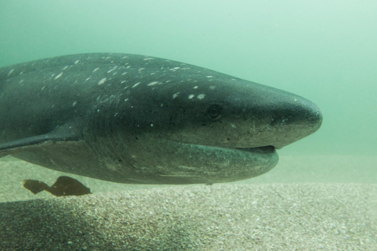 The True Cost of Tasmania's Rising Shark Encounters and the Broken Safety Net