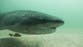 Scuba diver attacked by shark off Adventure Bay in Tasmania