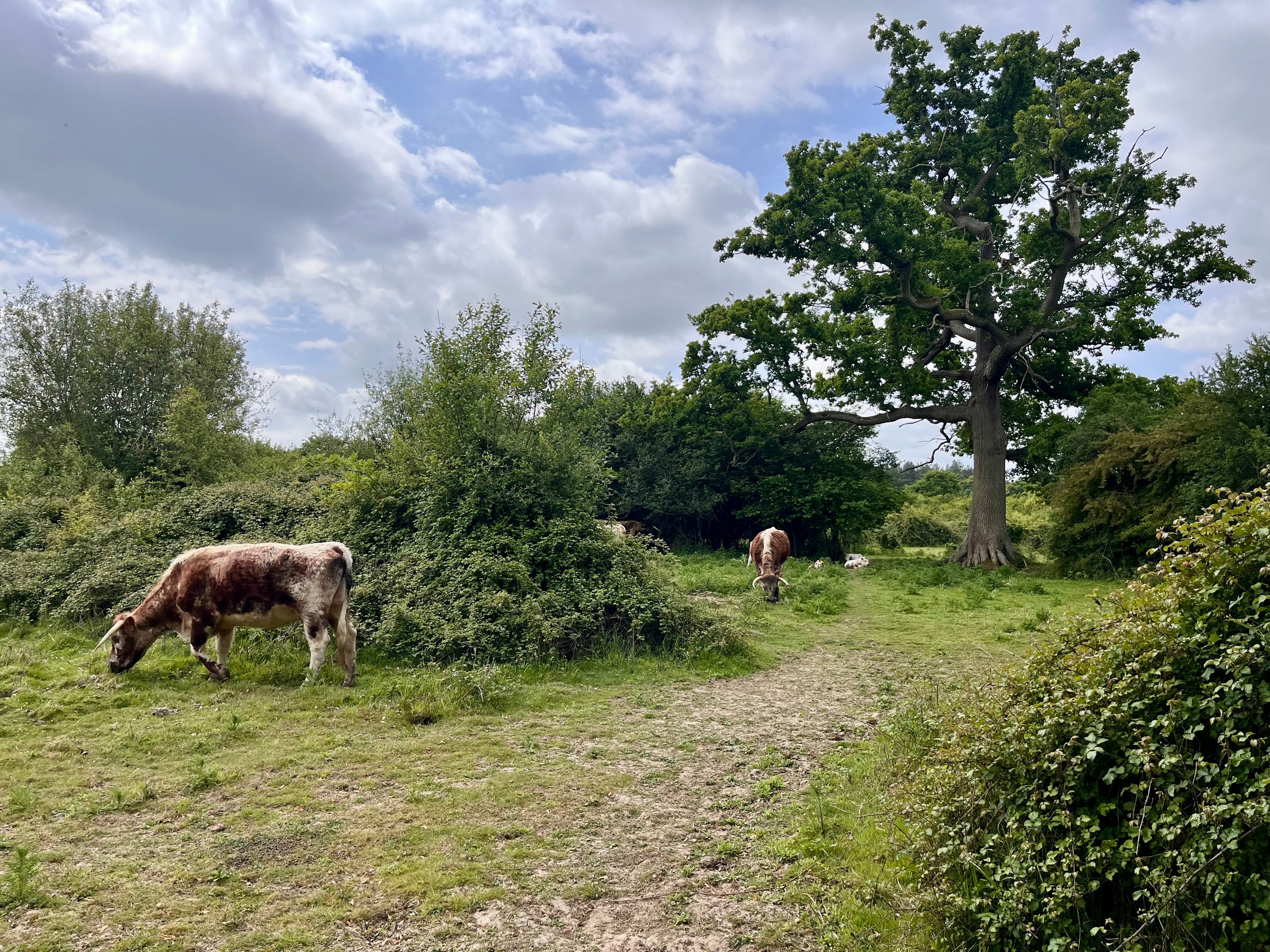 Knepp’s owners have been using animals such as longhorn cattle to help restore natural processes on the land (Emily Beament/PA)