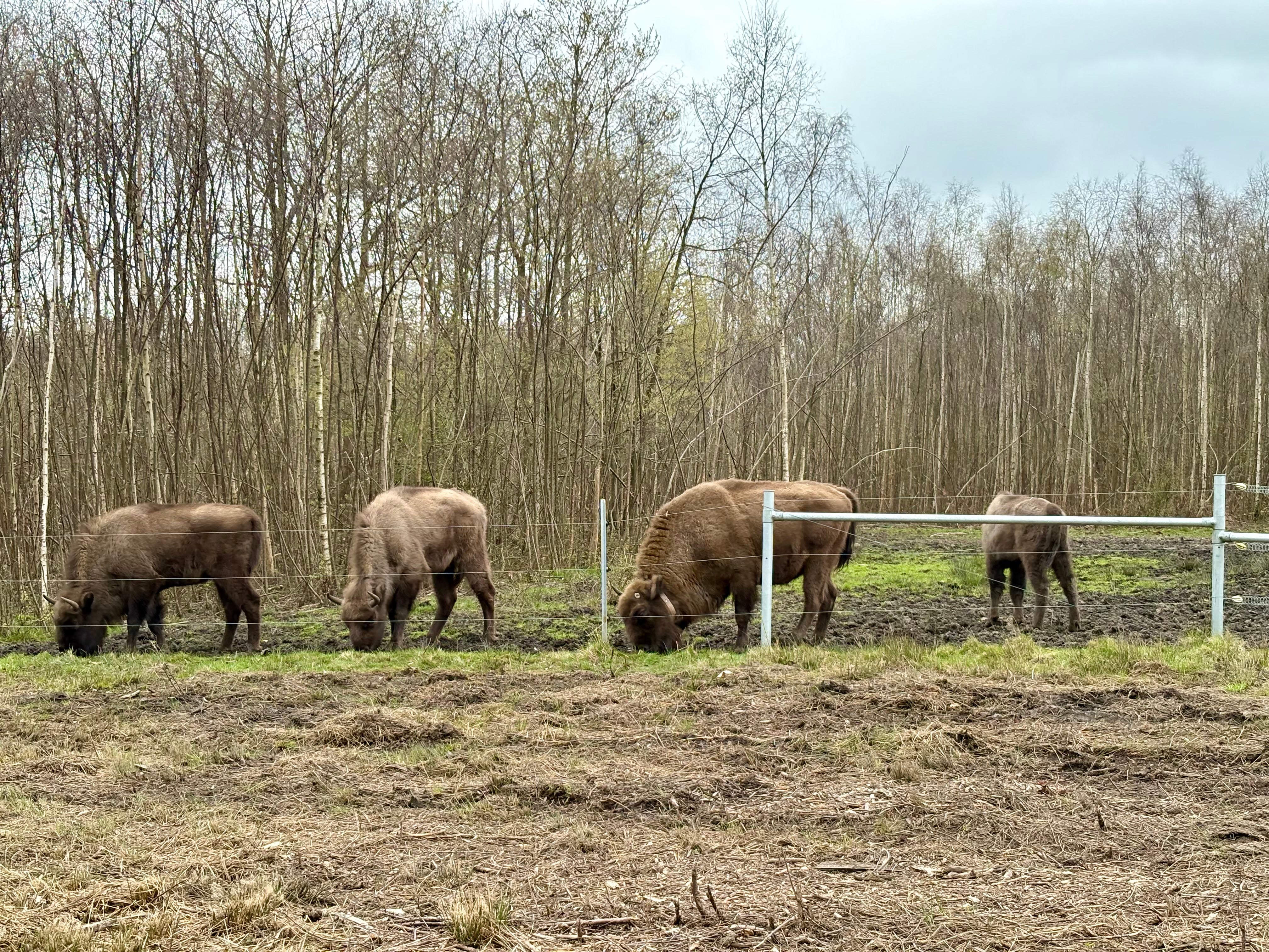 Projects such as the introduction of bison in Kent woodlands show the ‘art of the possible’, experts say (Emily Beament/PA)