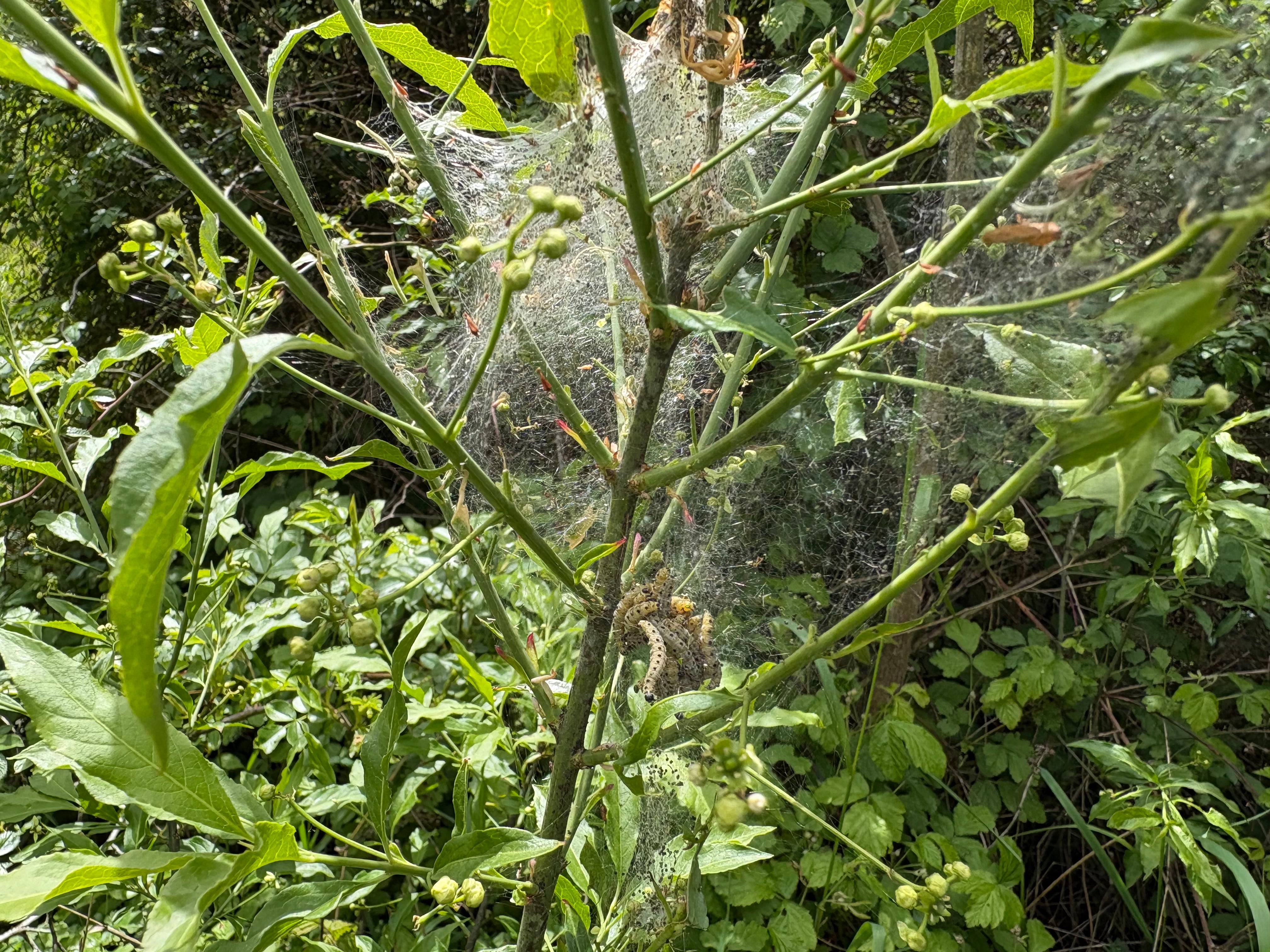 Strawberry Hill is rich in caterpillars, bugs and spiders (Emily Beament/PA)
