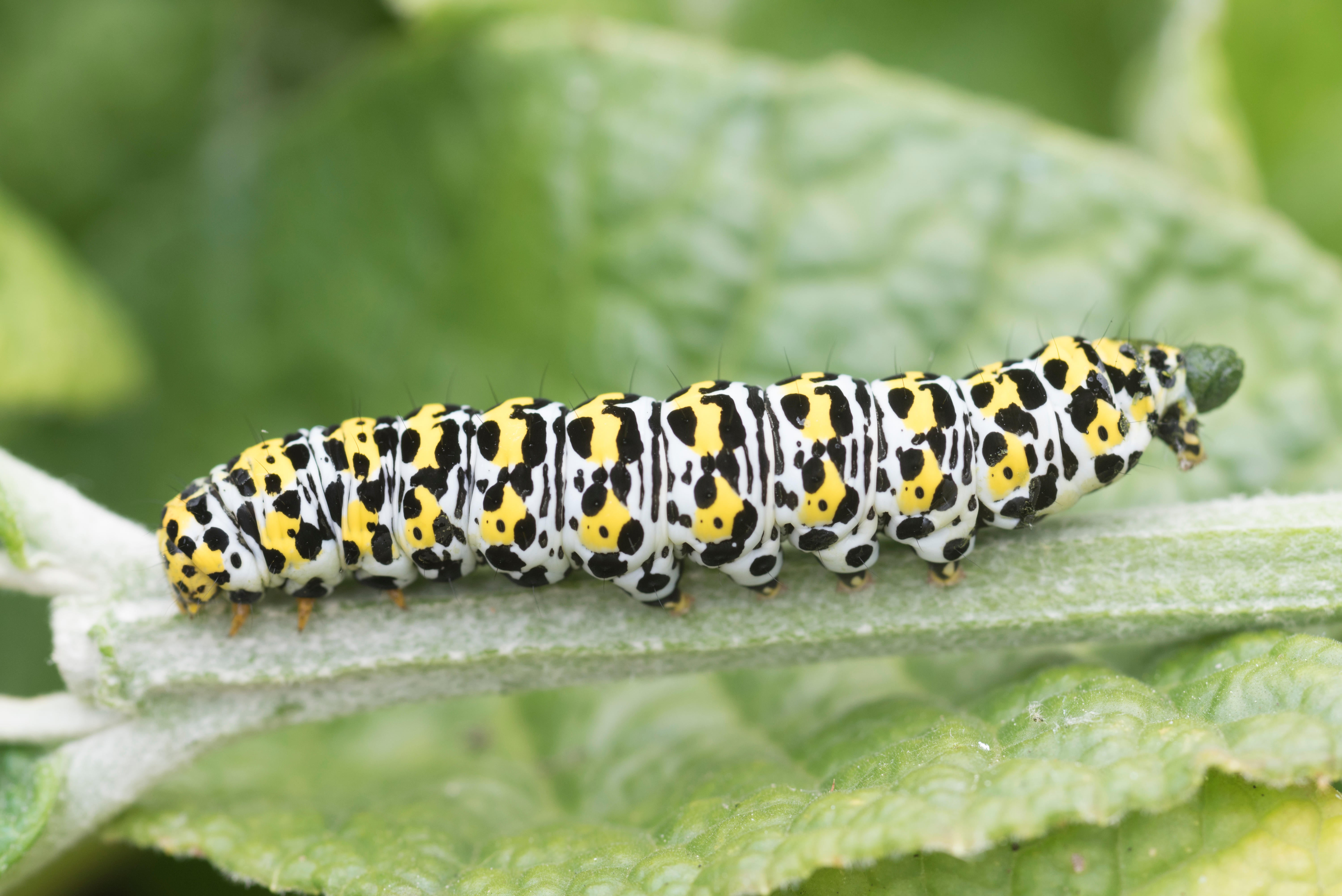 Mullein moth caterpillar (Alamy/PA)