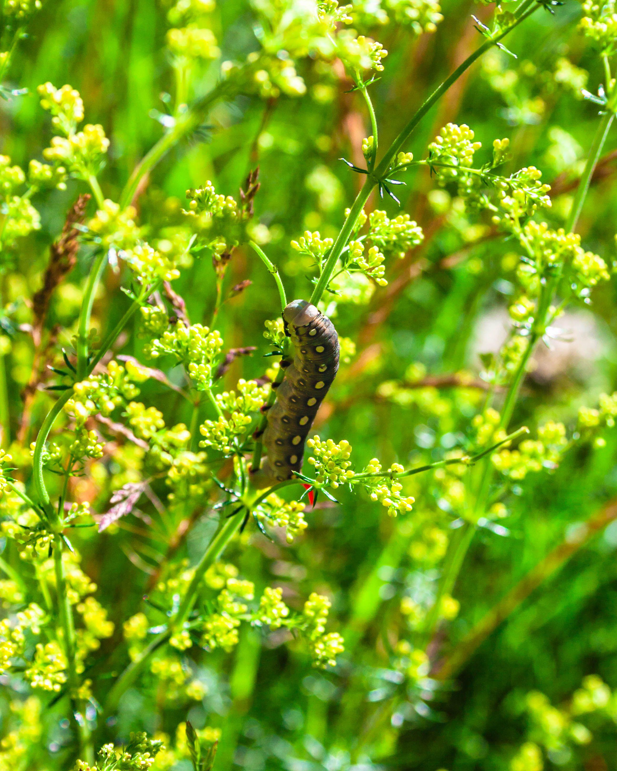 A caterpillar feeding on lady’s bedstraw (Alamy/PA)