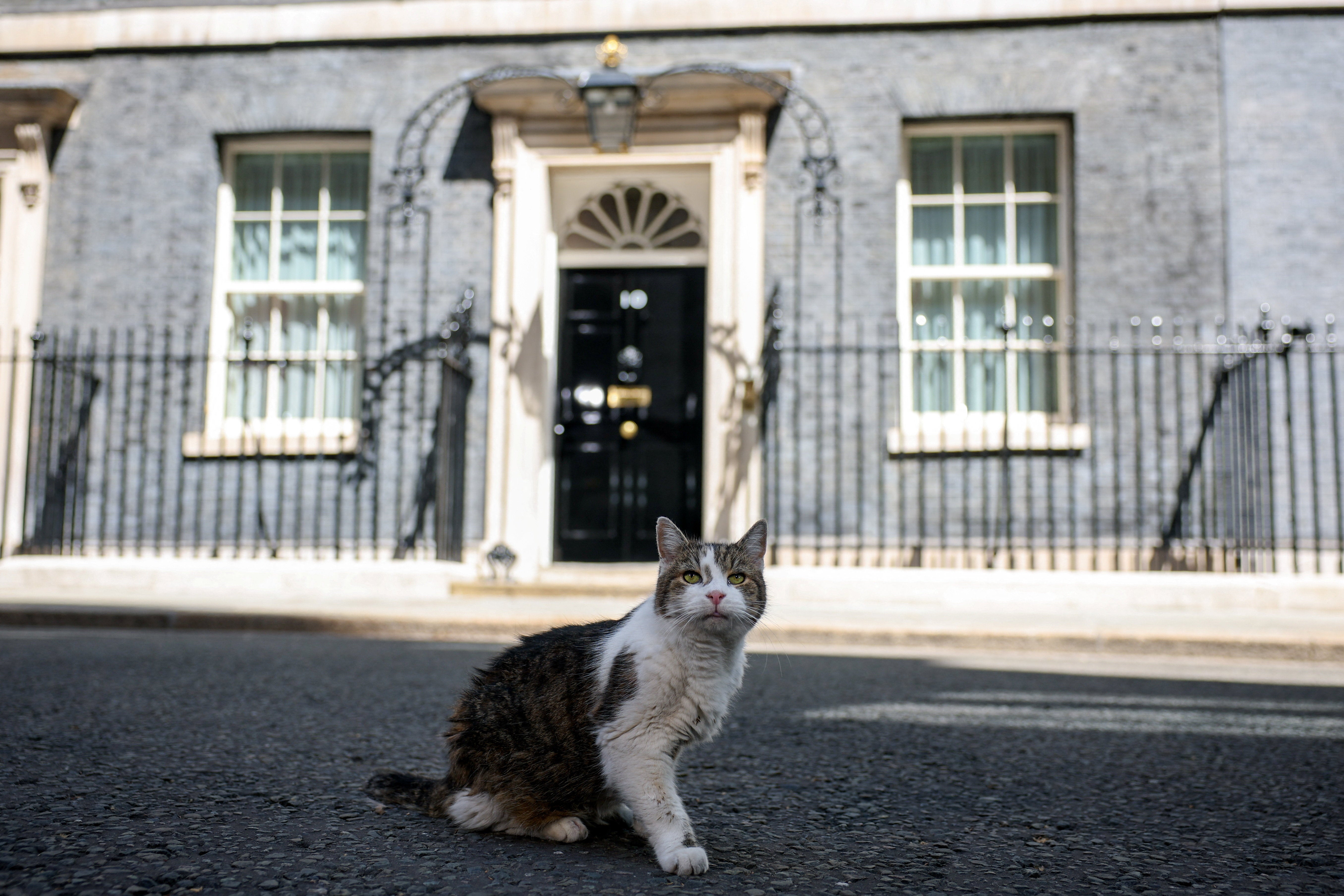 Larry the cat sits outside No. 10 Downing Street after British Prime Minister Keir Starmer delivered a statement and resigned. (Reuters)