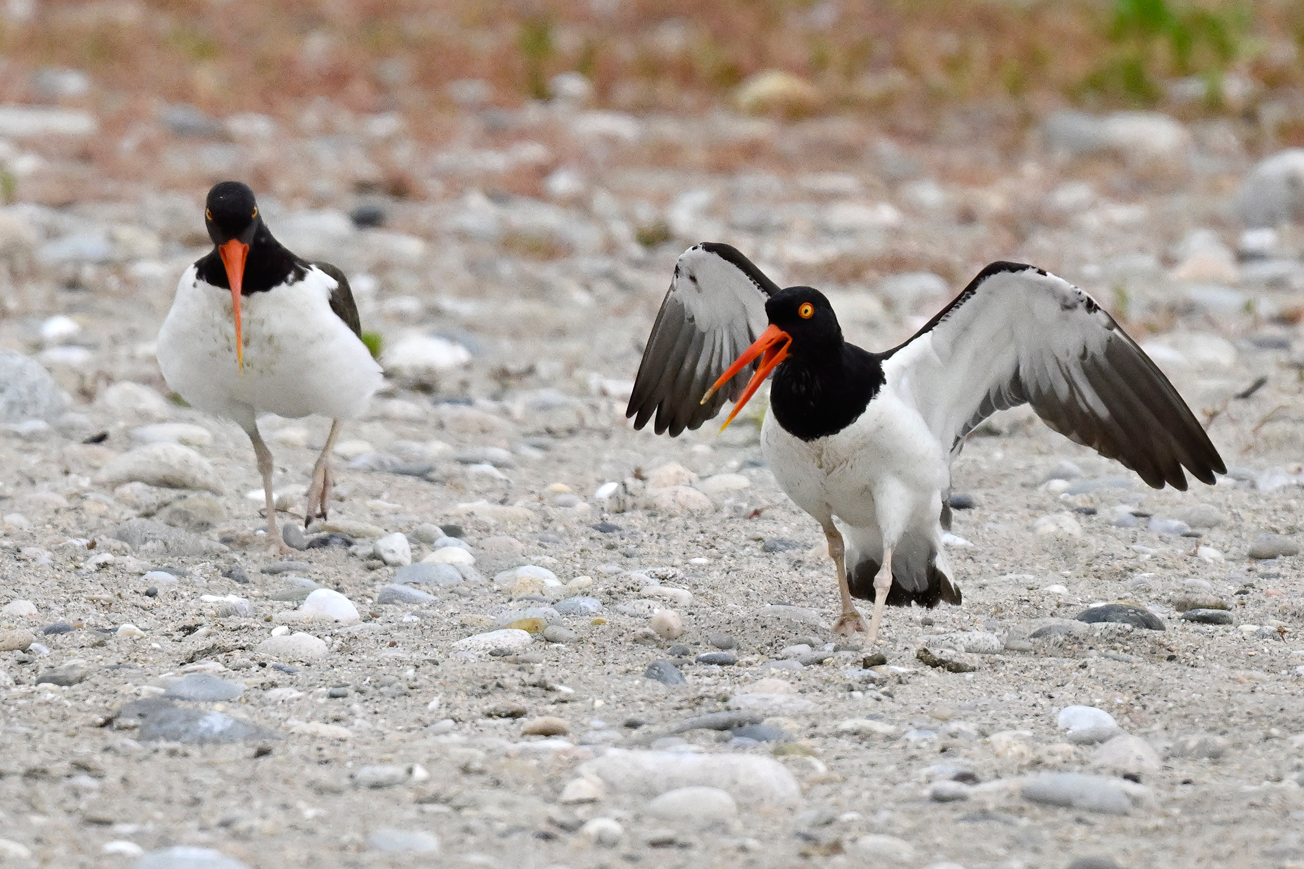 Adult oystercatchers react after their offspring was taken by shorebird monitors at Trustom Pond National Wildlife Refuge in South Kingstown, Rhode Island (Copyright 2026 The Associated Press. All rights reserved.)