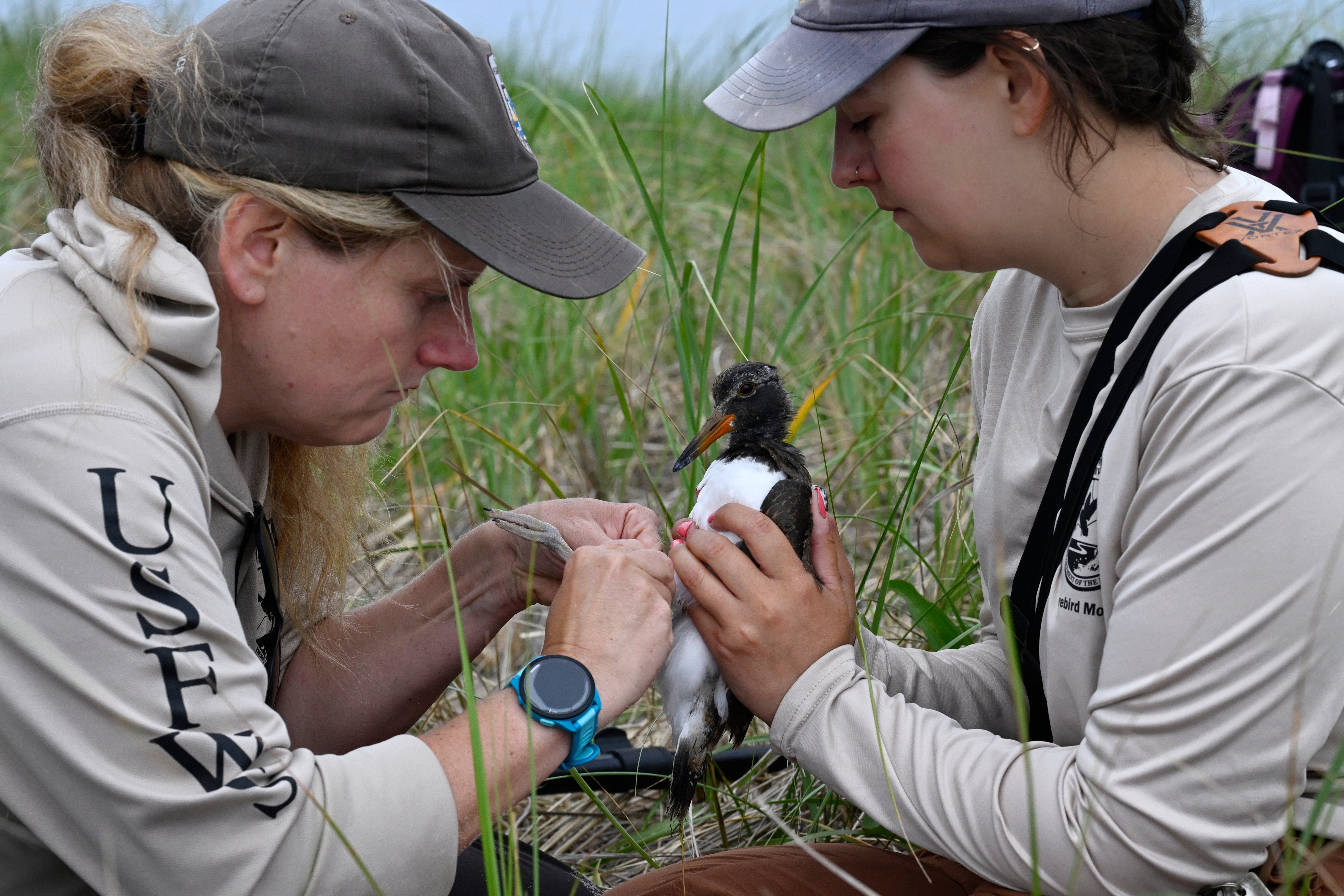 The banding in the 787-acre (318-hectare) Trustom Pond National Wildlife Refuge is part of a nationwide effort to restore the oystercatcher’s population along the coasts of the Americas (Copyright 2026 The Associated Press. All rights reserved.)