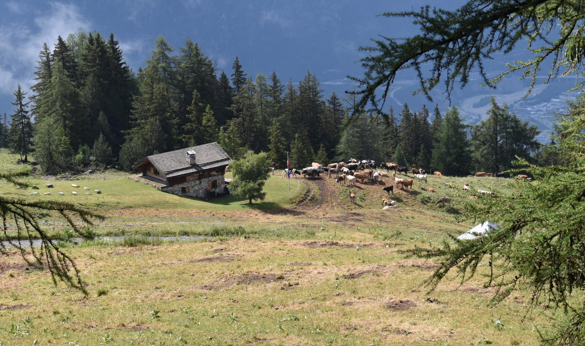 The mountains over Crans-Montana are home to herds of alpine cows