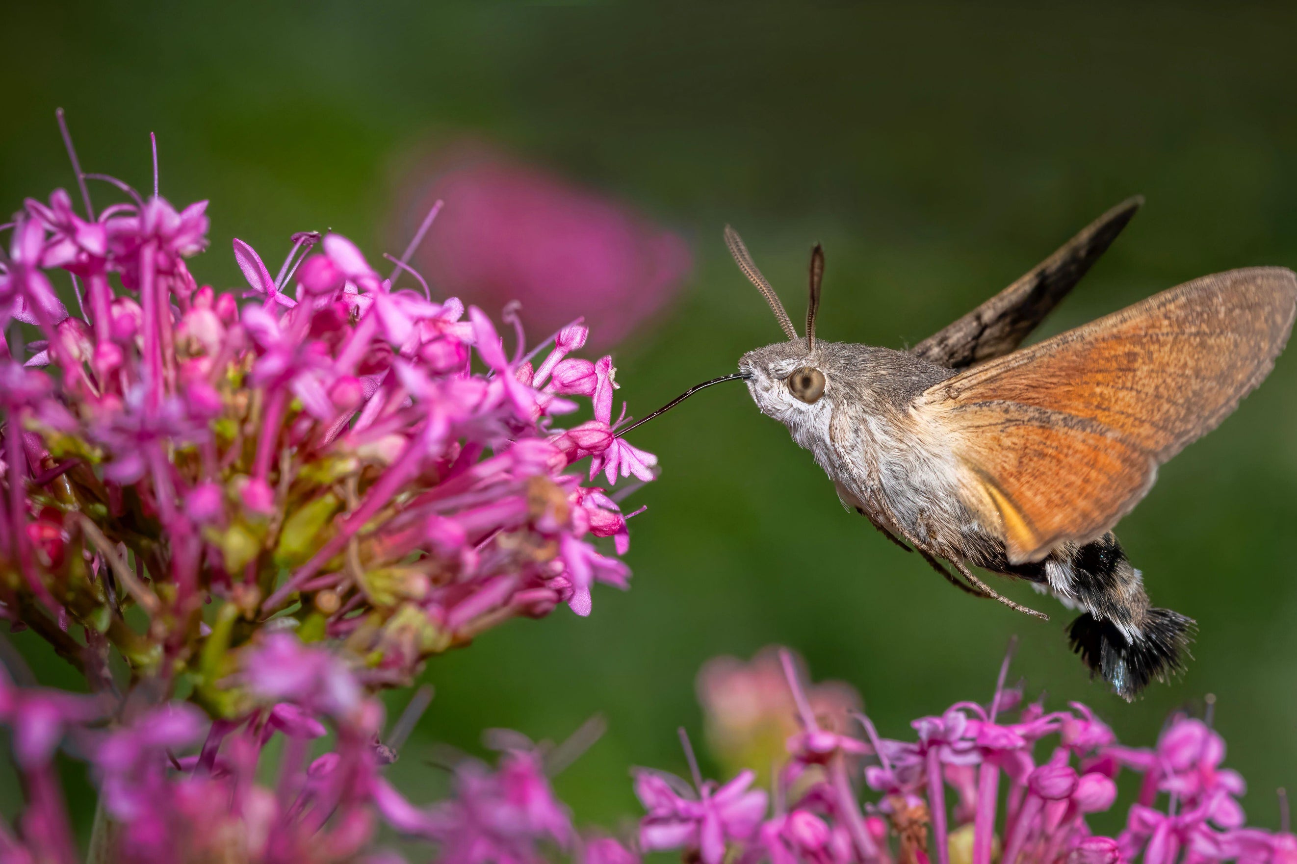 To encourage hummingbird hawk-moth caterpillars into your garden, consider planting something in the bedstraw family (PA)