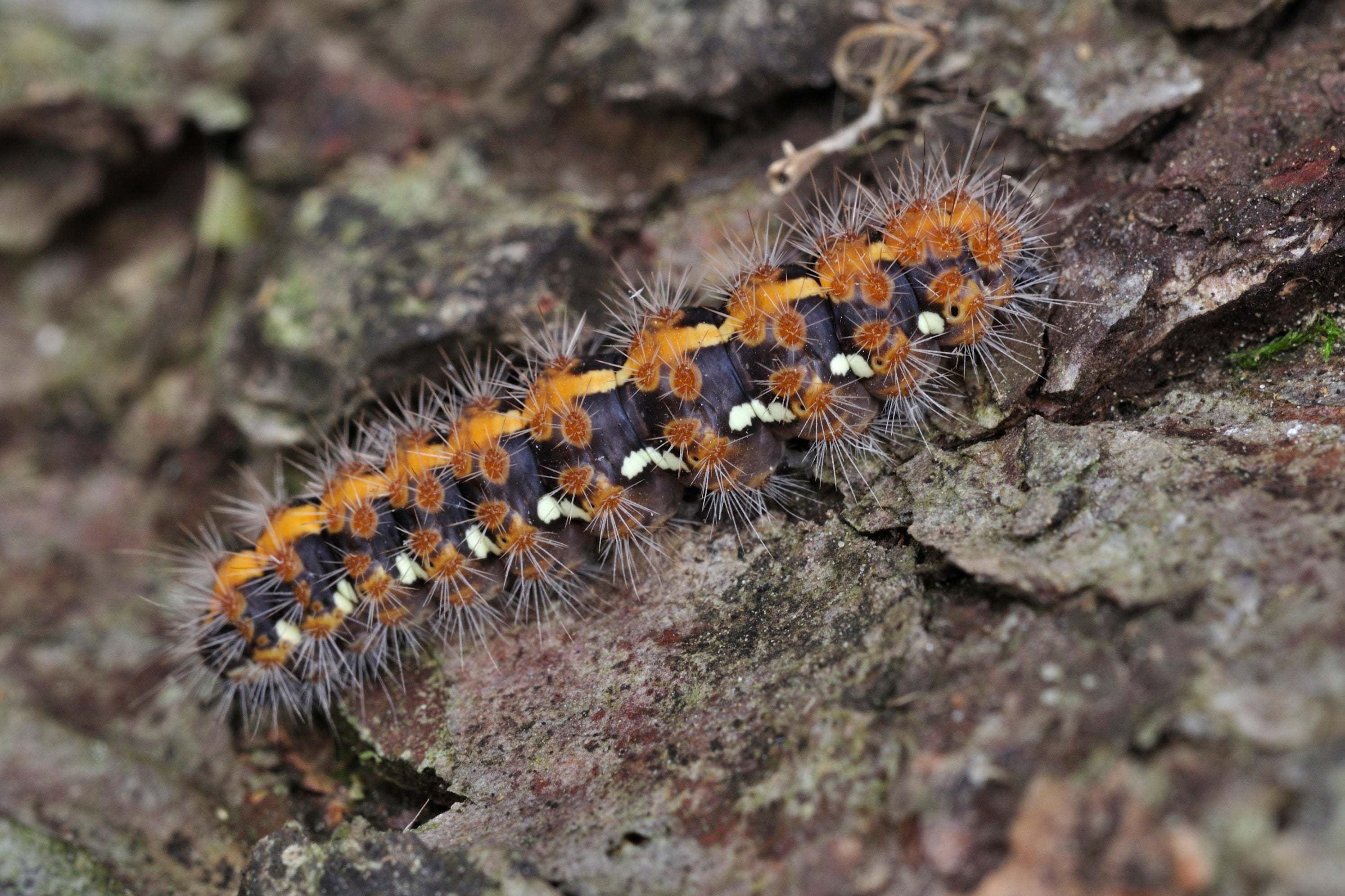 ‘Pretty much every native tree species in the UK will have moth caterpillars that will only feed on that specific native tree,’ Levey explains (PA)