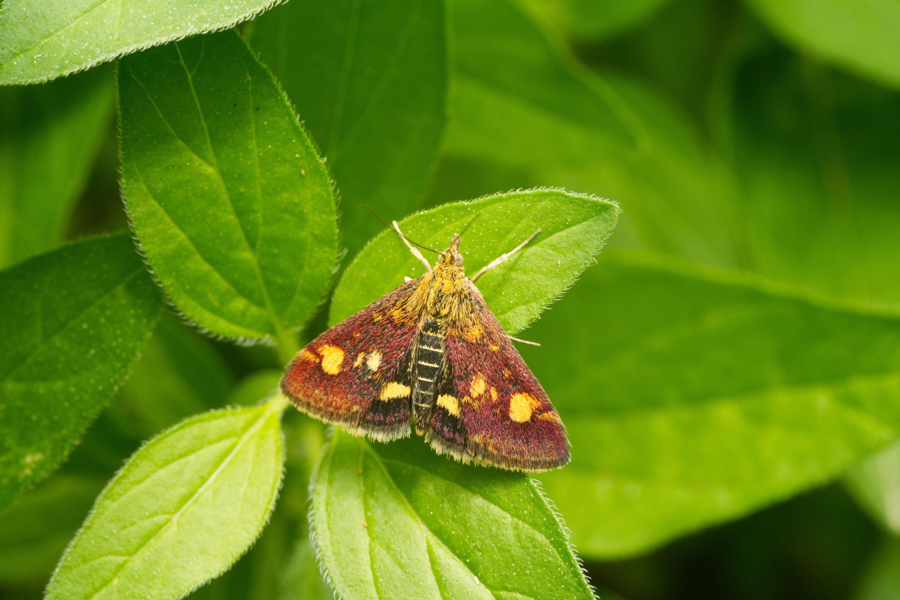 This smaller species loves mint and if you have catmint or other types of mint you may well see one in your garden, she says (PA)
