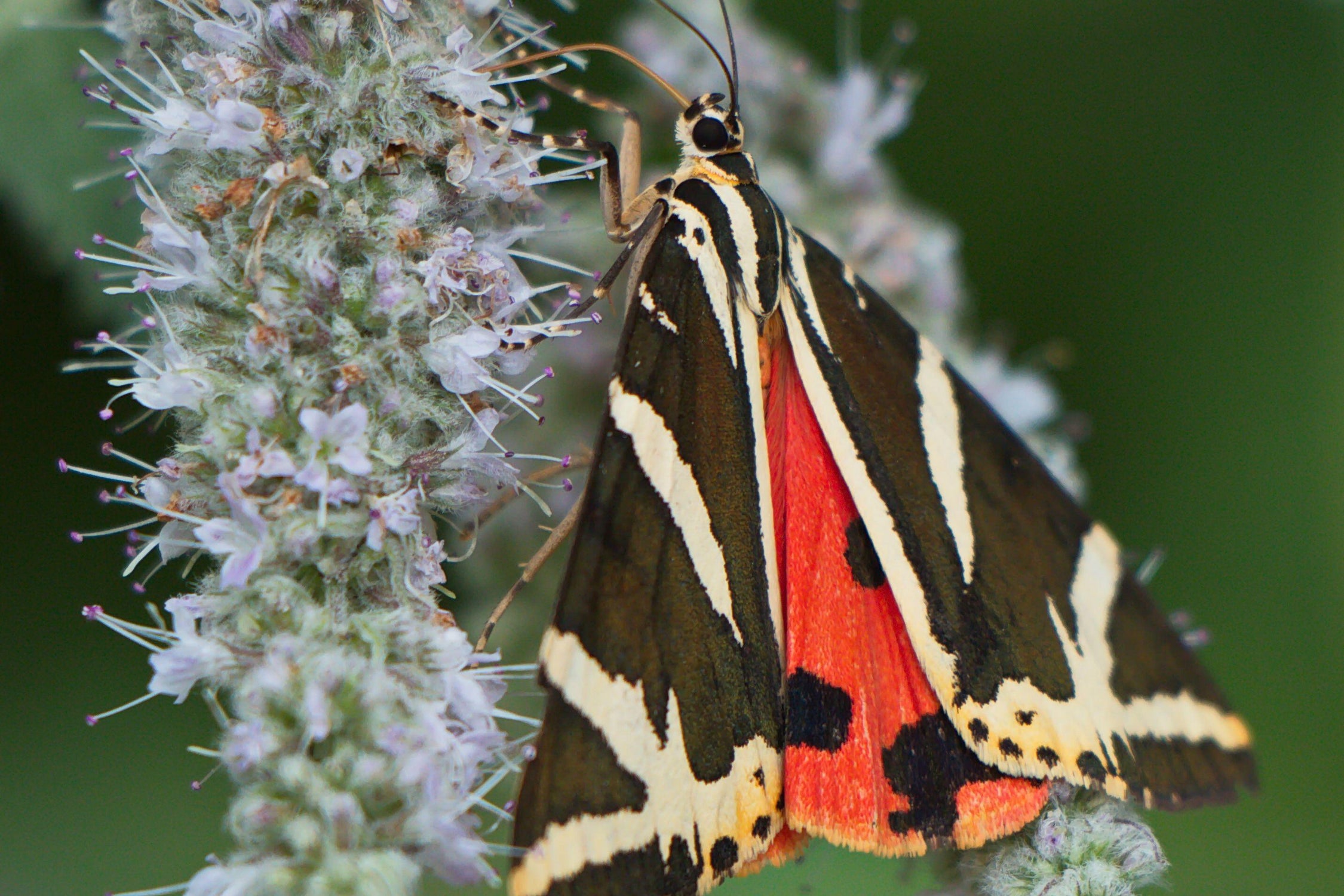 The Jersey tiger moth has bright red underwings that flash when they fly (PA)