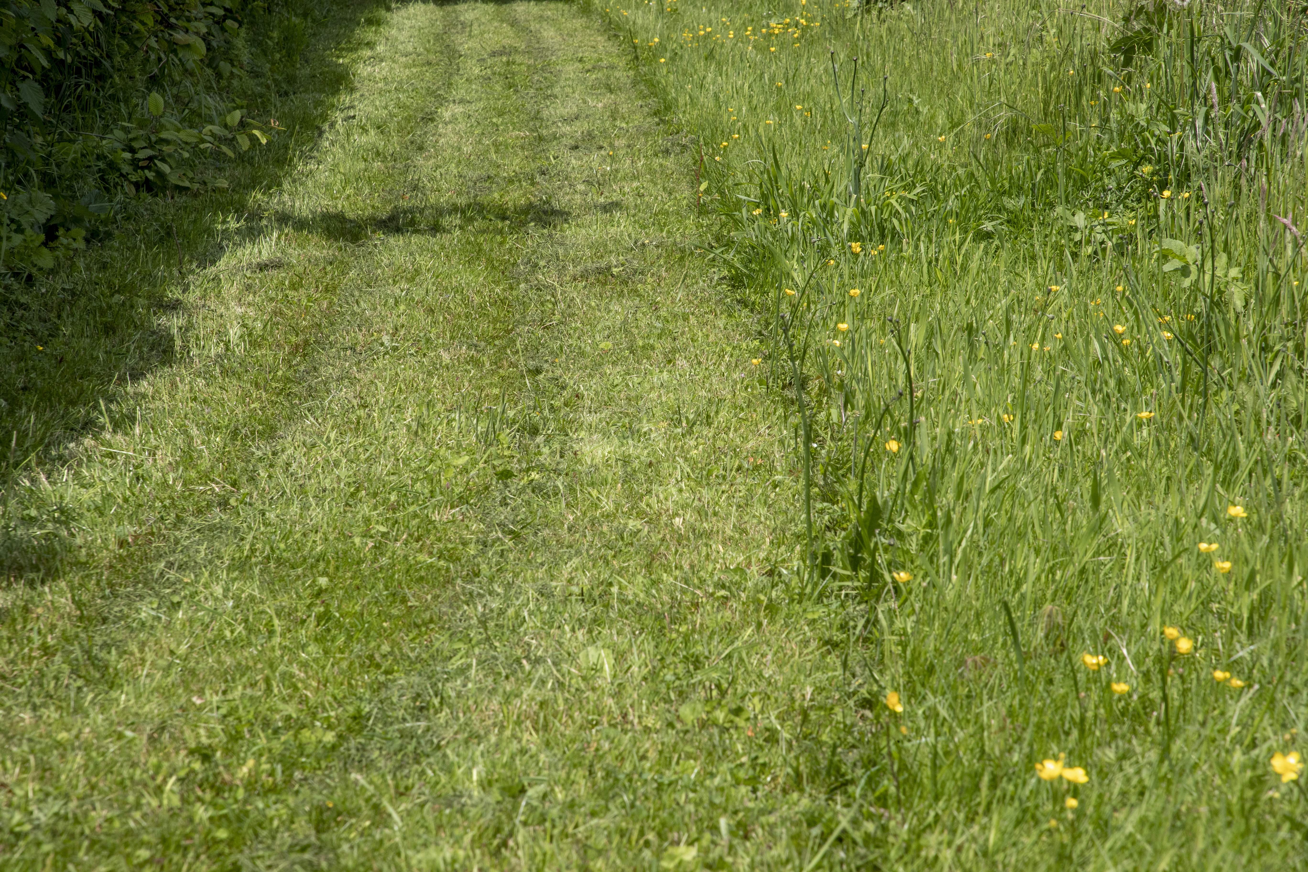 Grass in some public areas likes verges next to pavements have been let to grown knee-high during the summer months