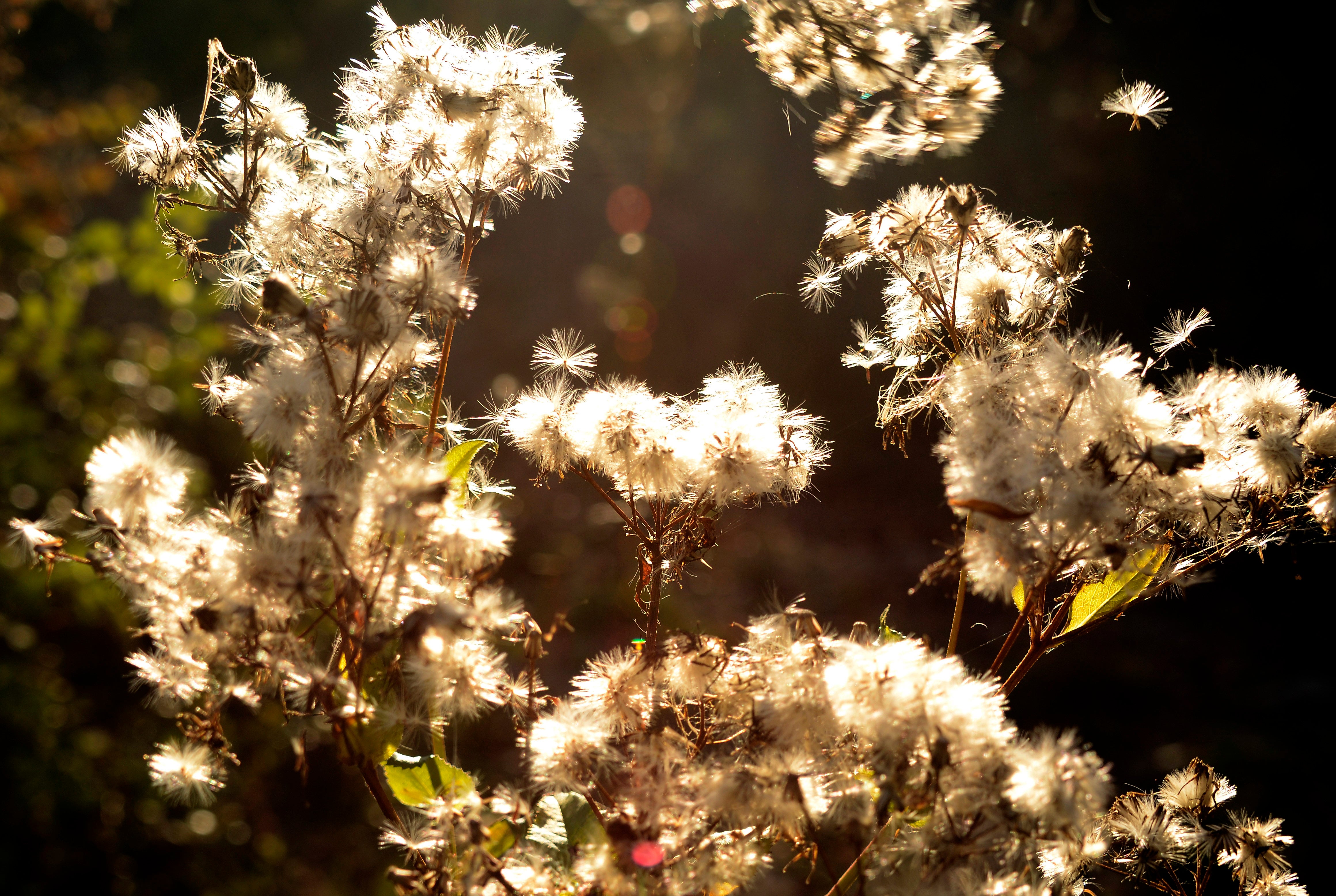 Seeds float in the air as they separate from wild grasses